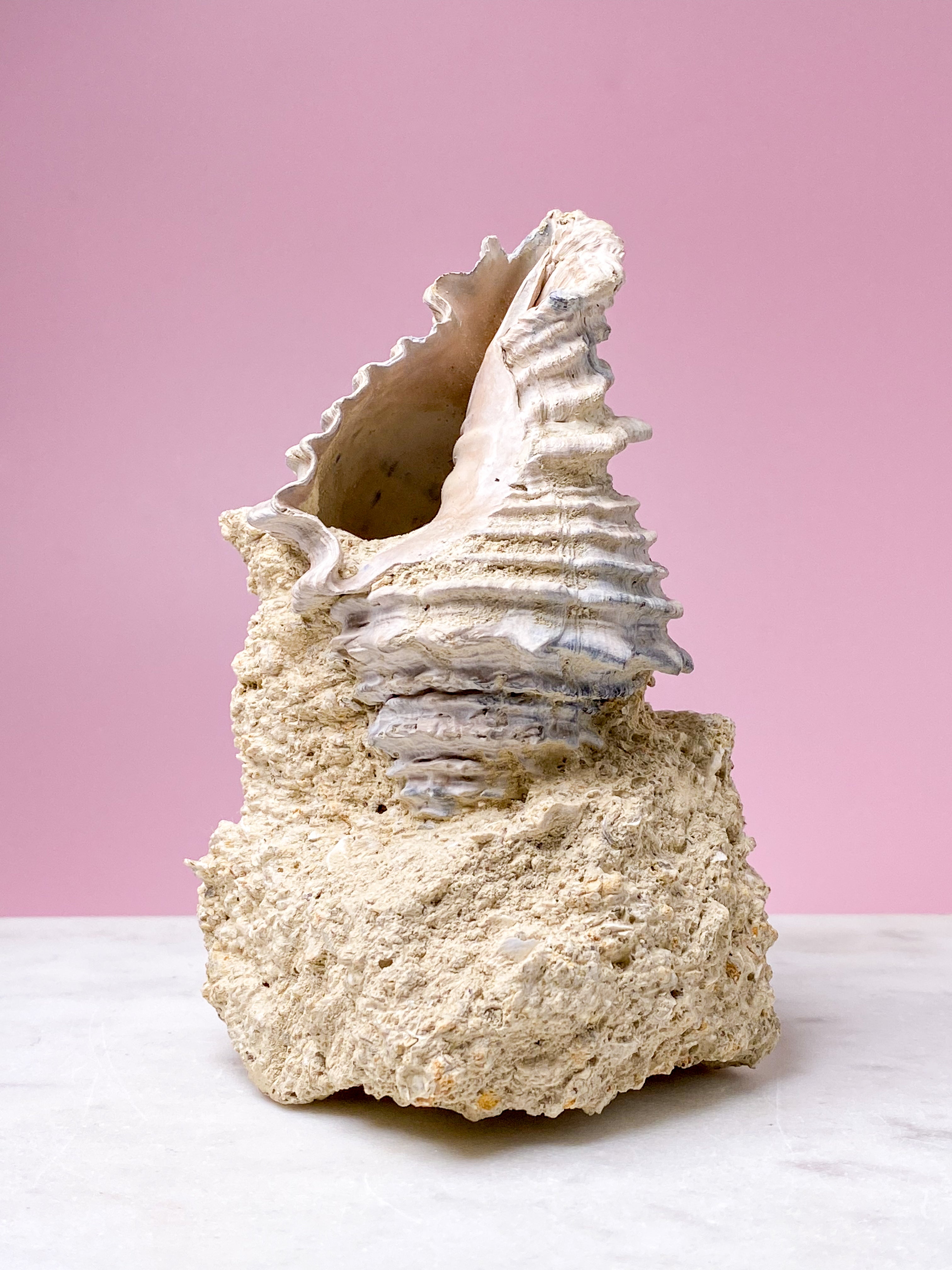 Konkylie Fossil Fra Frankrig (Nr. 5)