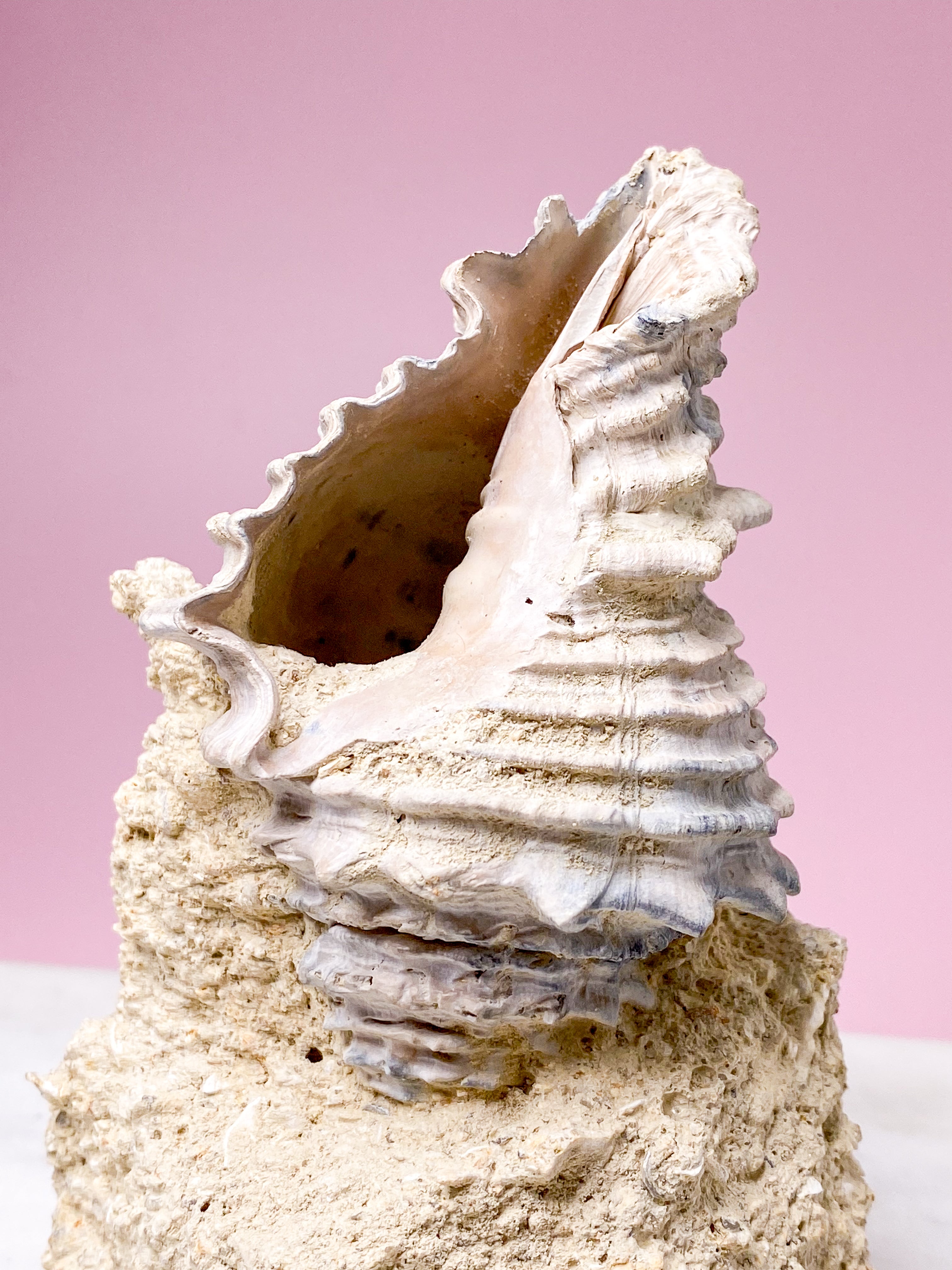 Konkylie Fossil Fra Frankrig (Nr. 5)