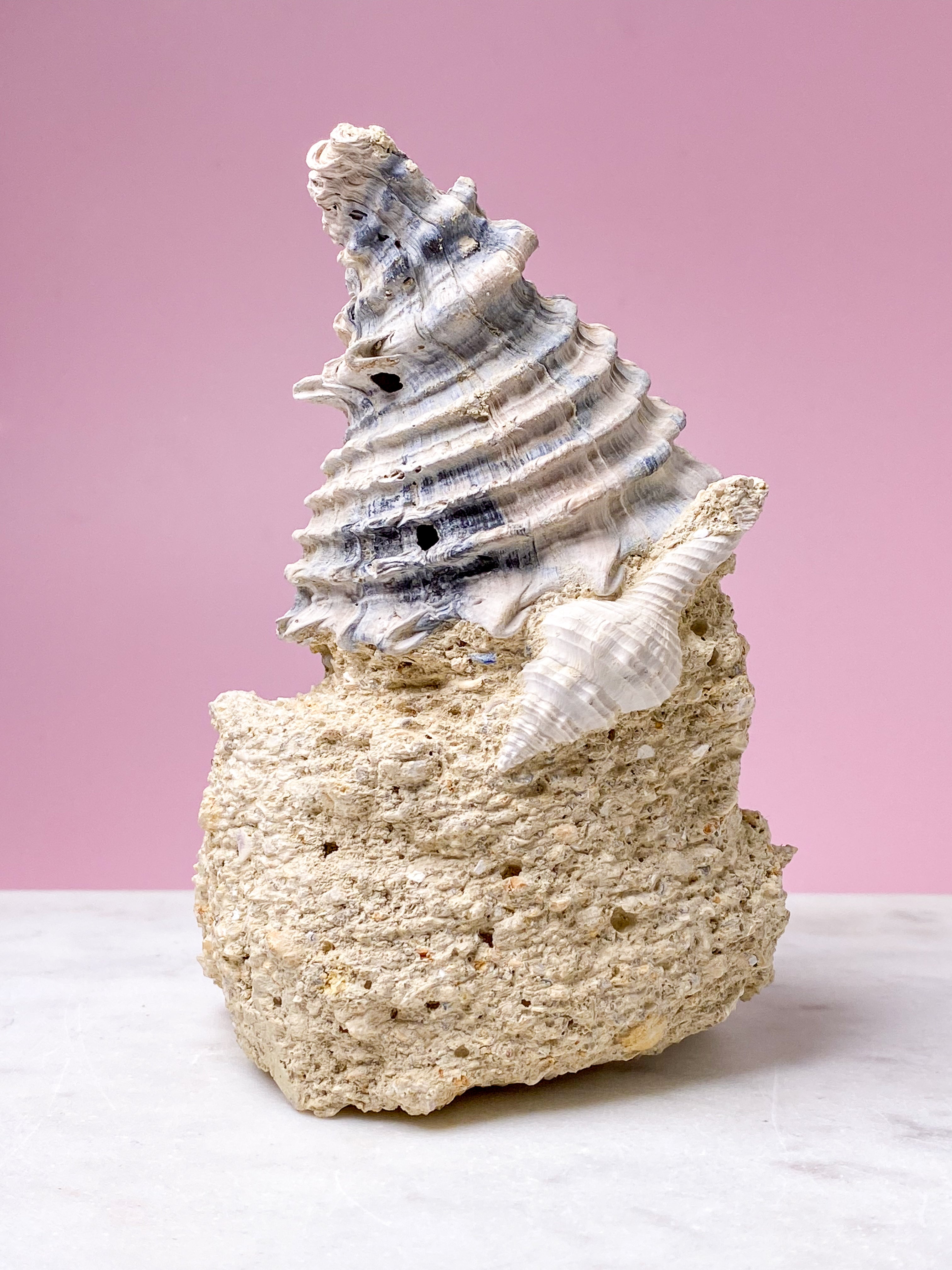 Konkylie Fossil Fra Frankrig (Nr. 5)