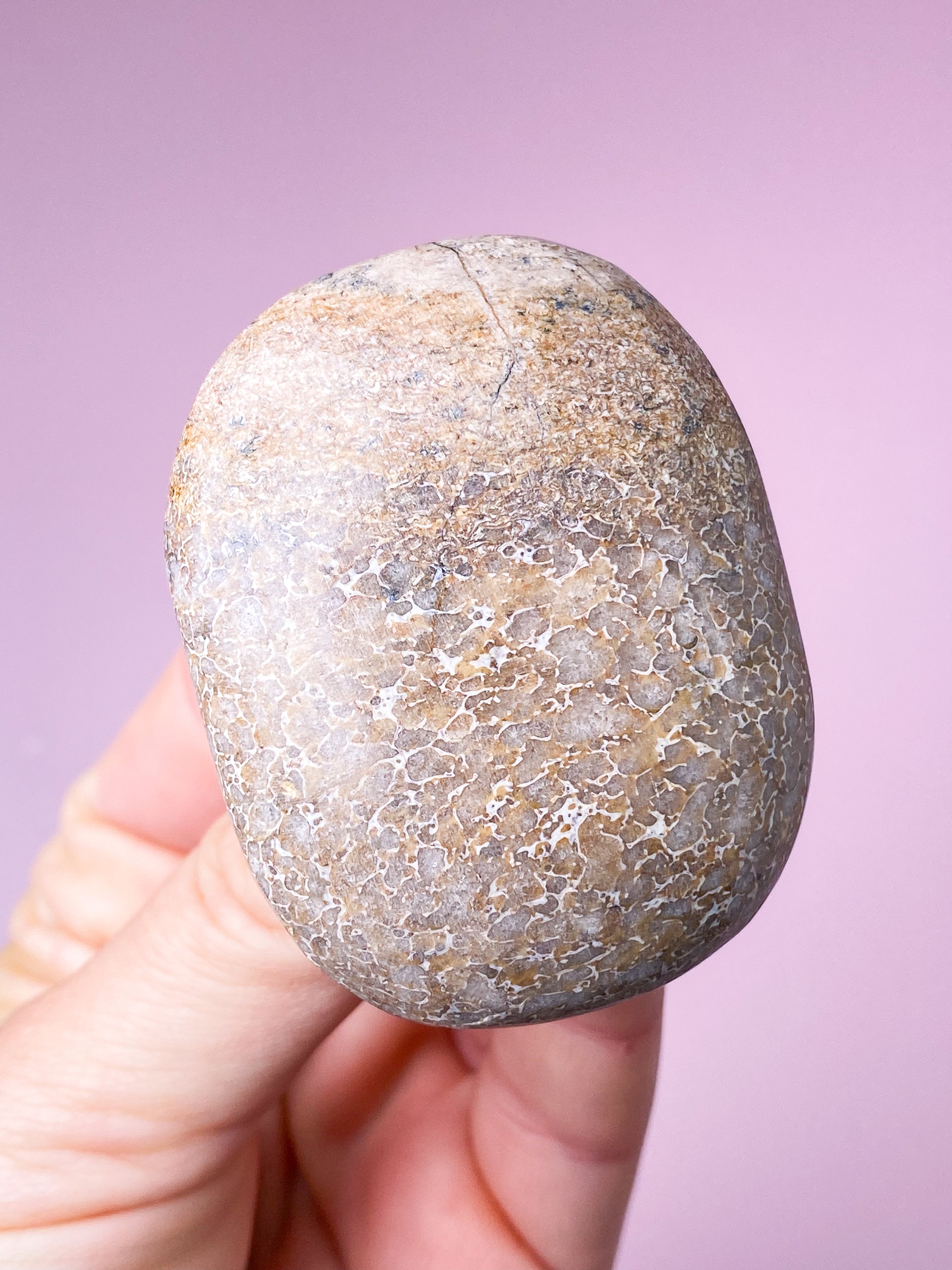 Atlasaurus Dinosaur Fossil Knogle Palmstone (Nr. 4)