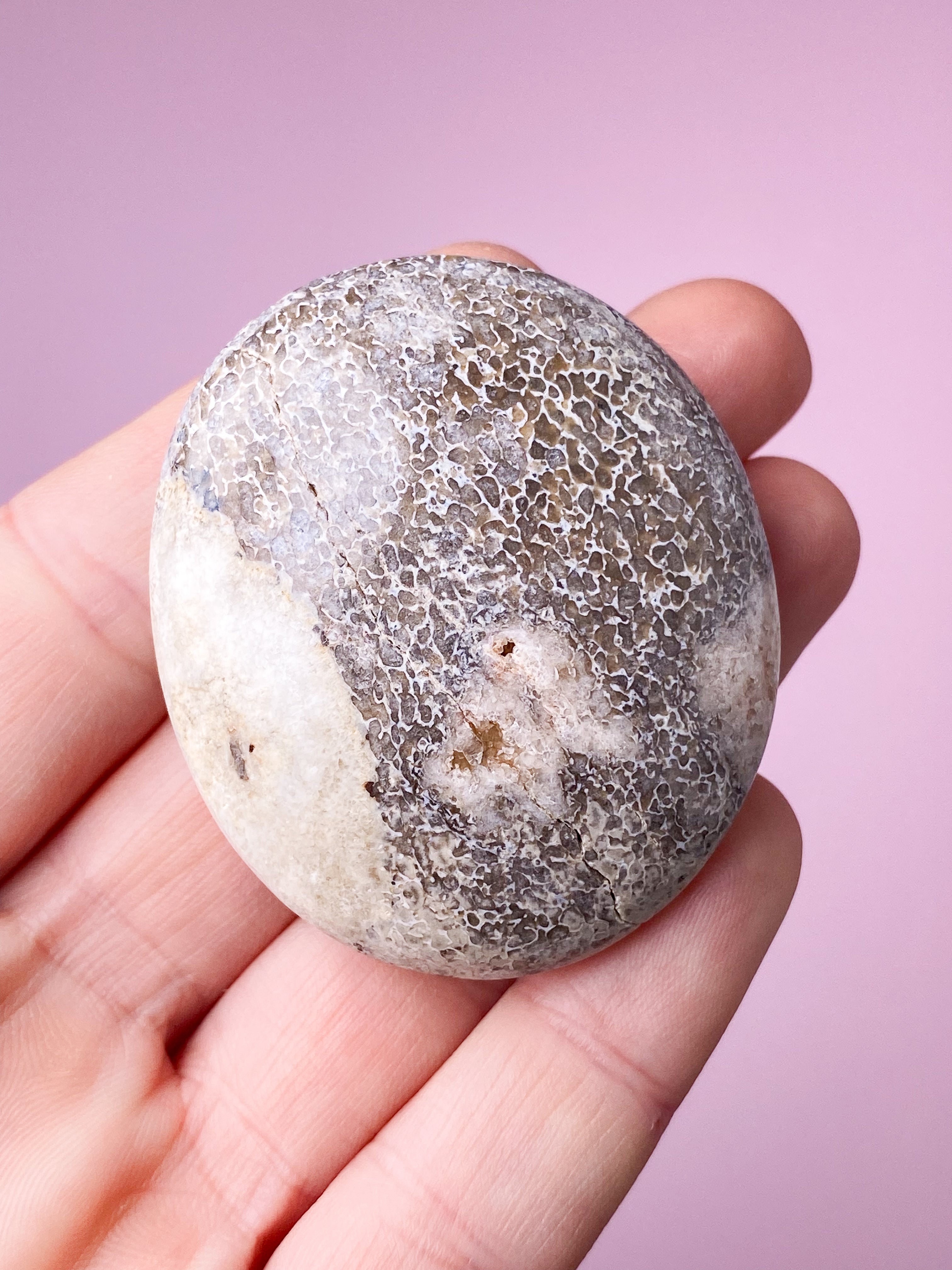 Atlasaurus Dinosaur Fossil Knogle Palmstone (Nr. 10)