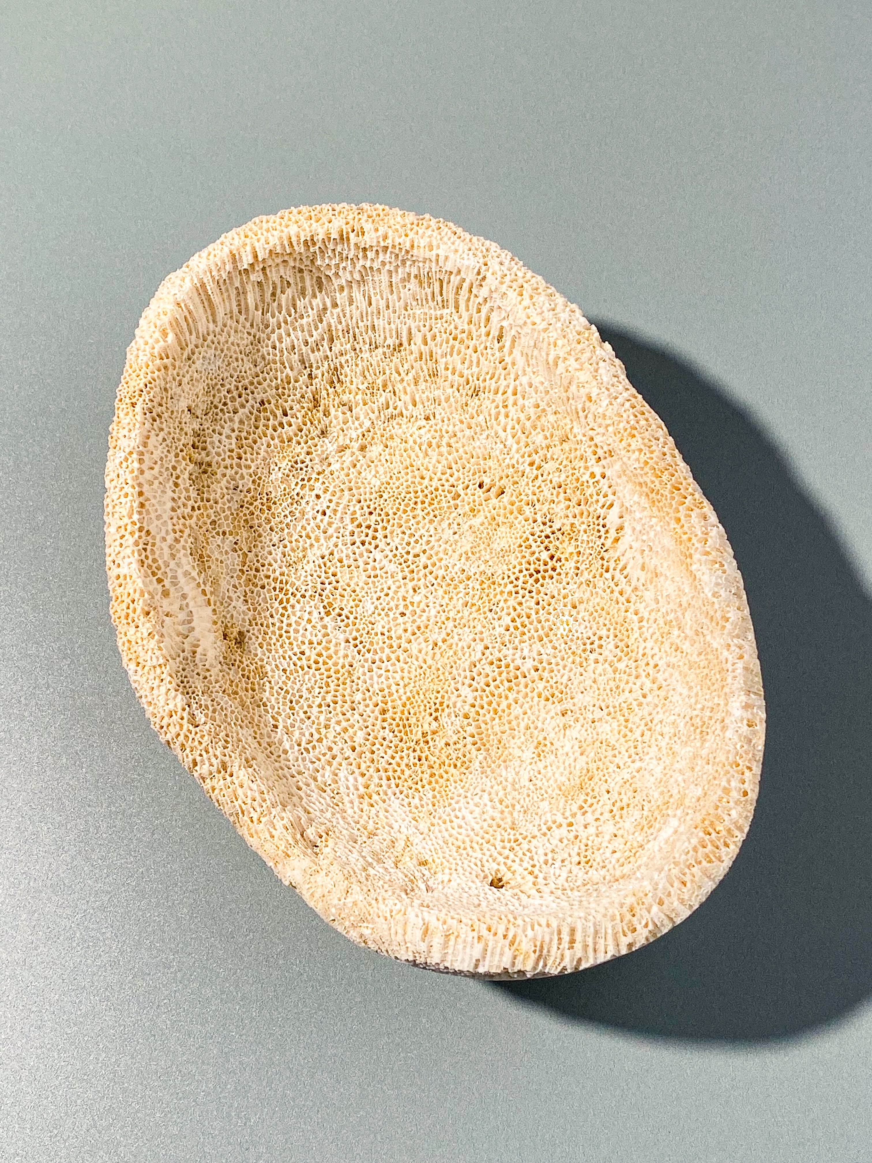 Koralrods Fossil Skål (Nr. 1)