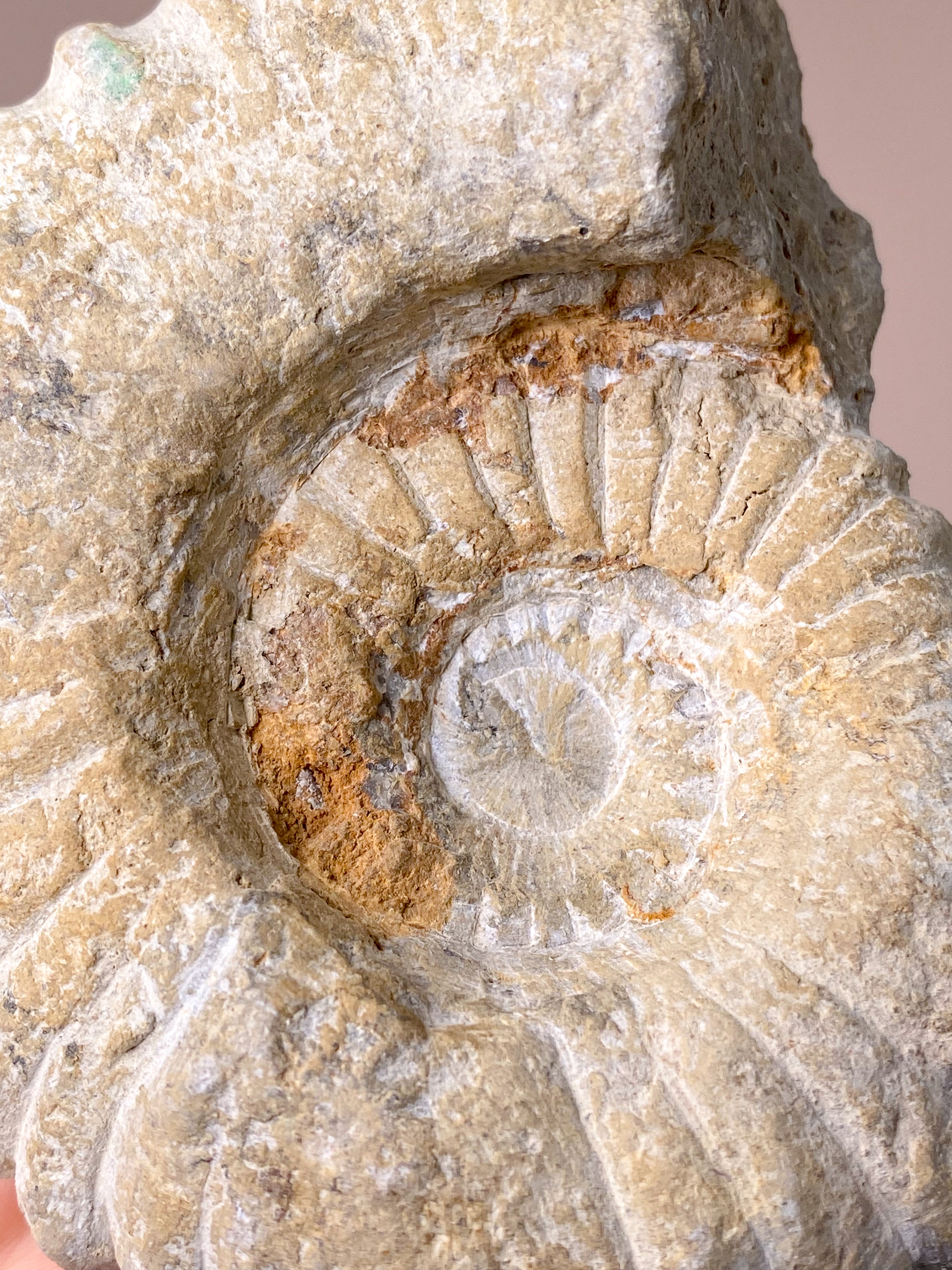 Stor Ammonit (Nr. 6)