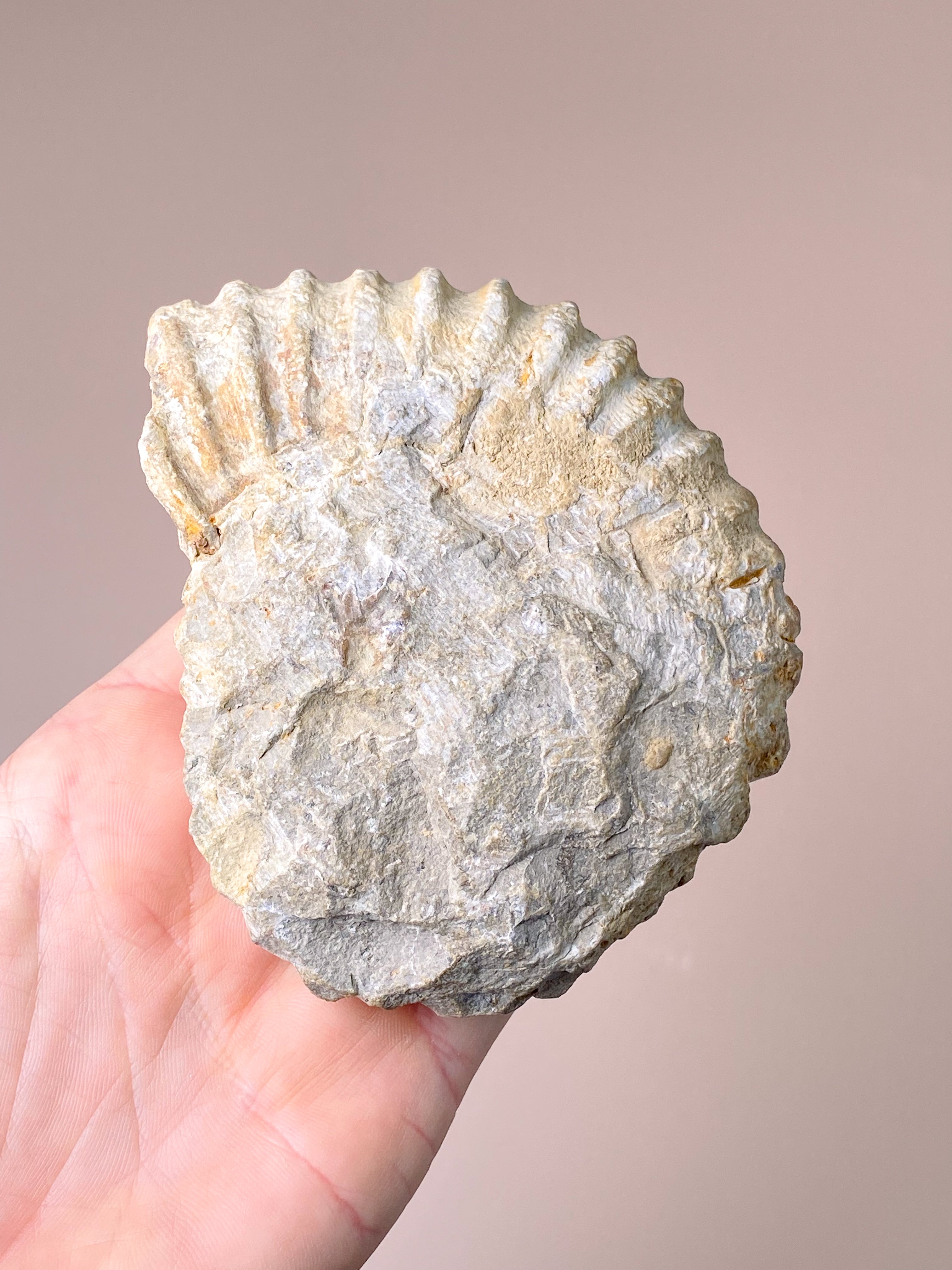 Stor Ammonit (Nr. 6)