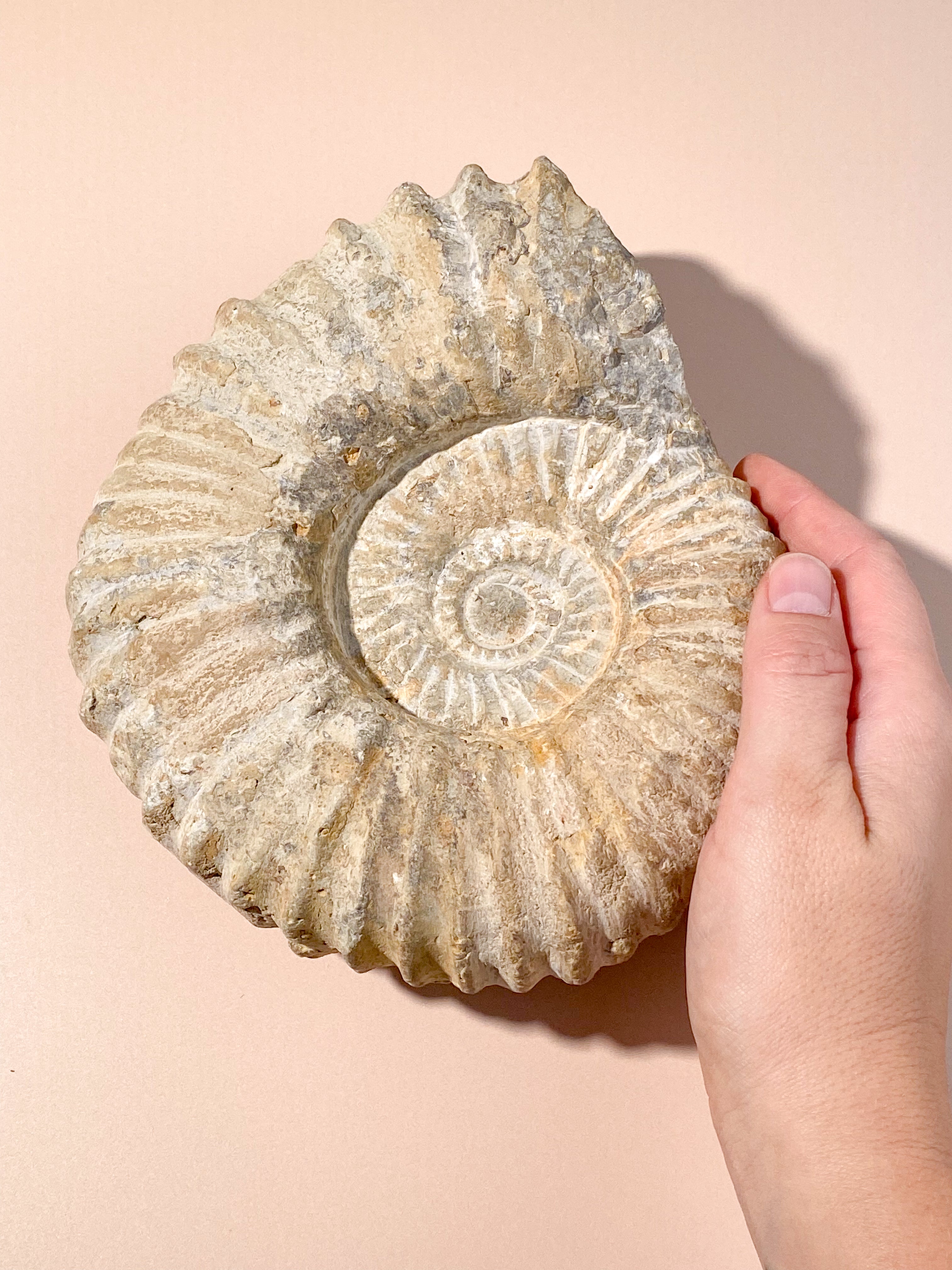 Stor Ammonit (Nr. 10)