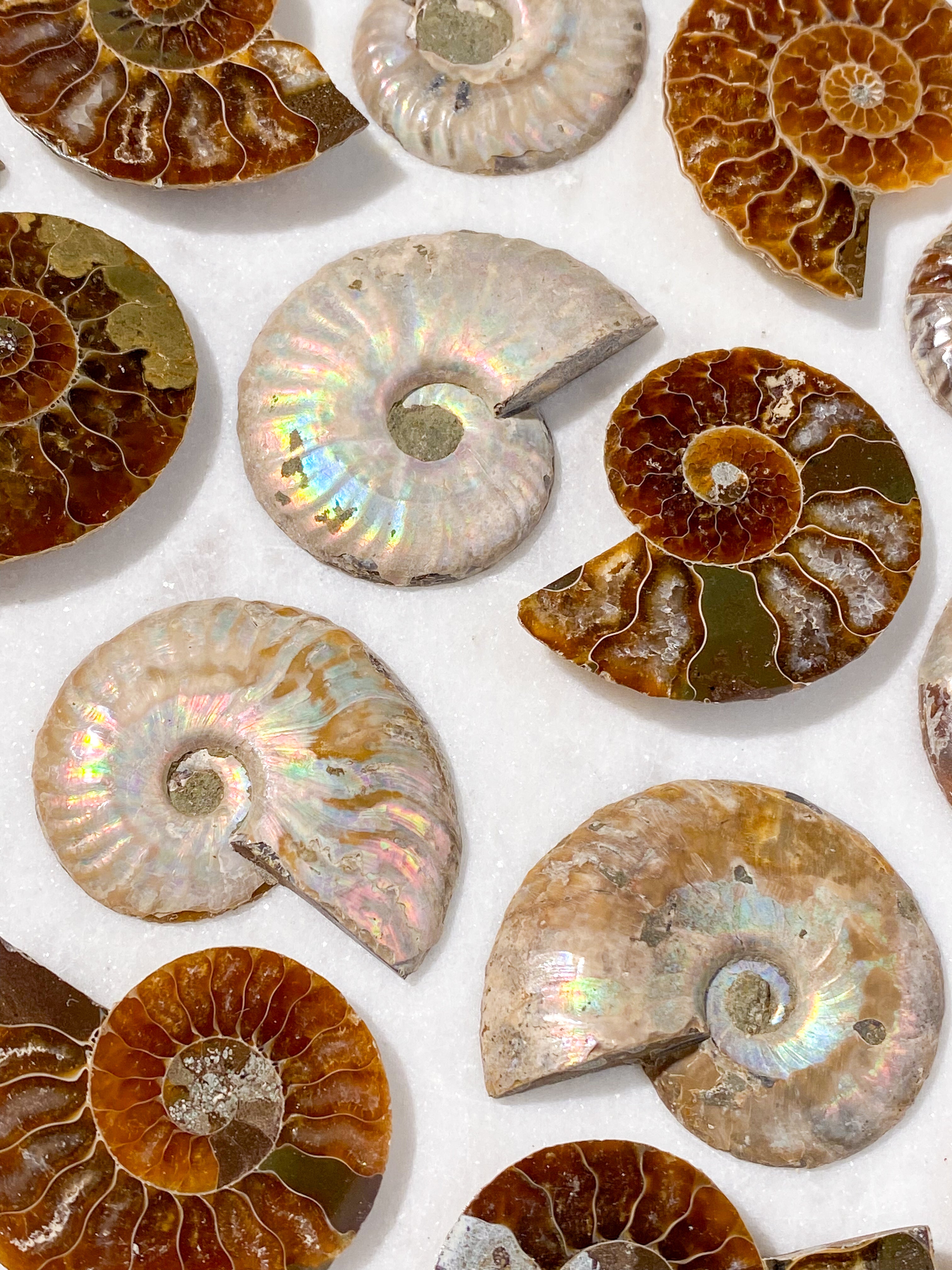 Regnbue Ammonit Sæt