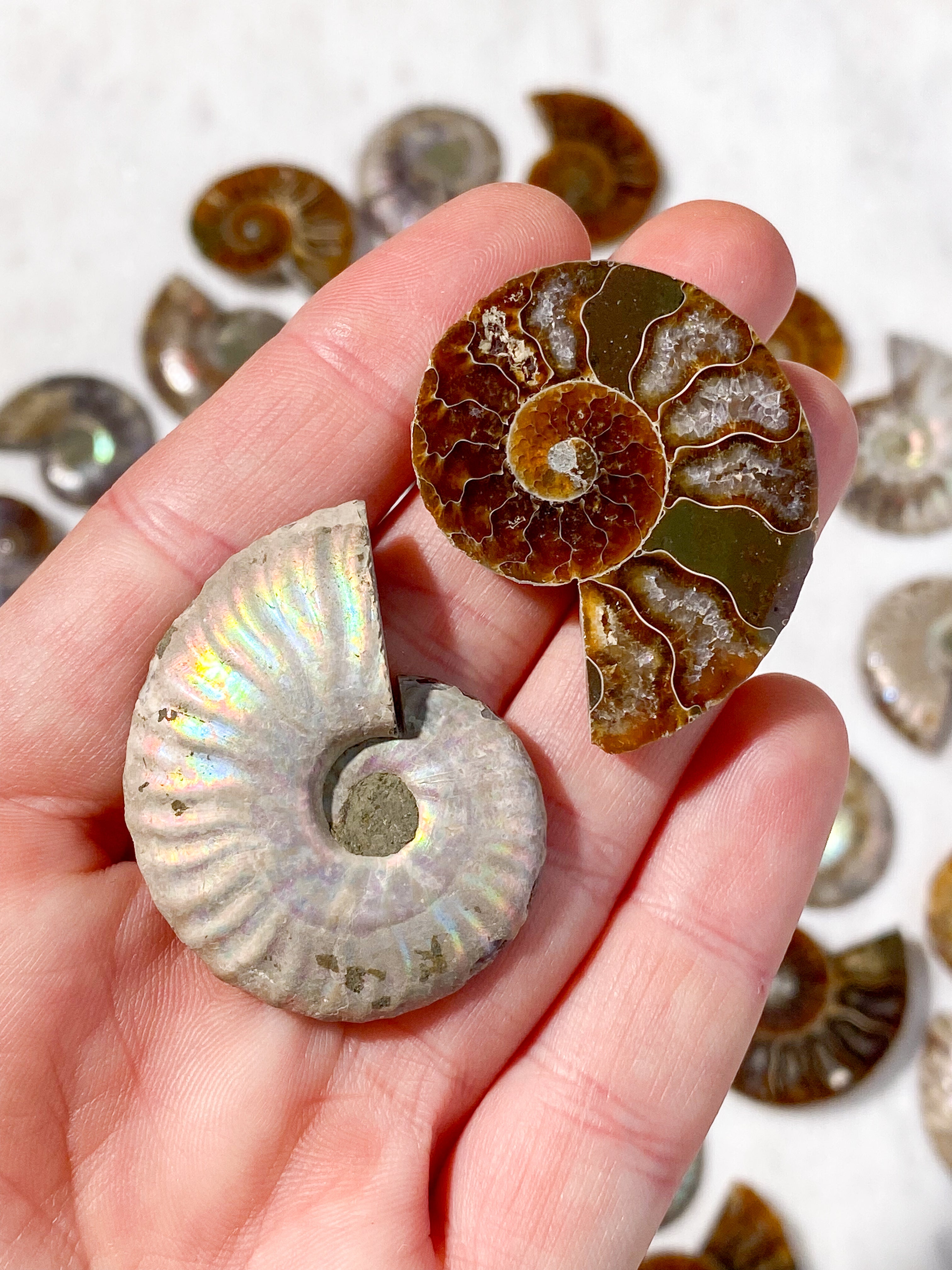 Regnbue Ammonit Sæt