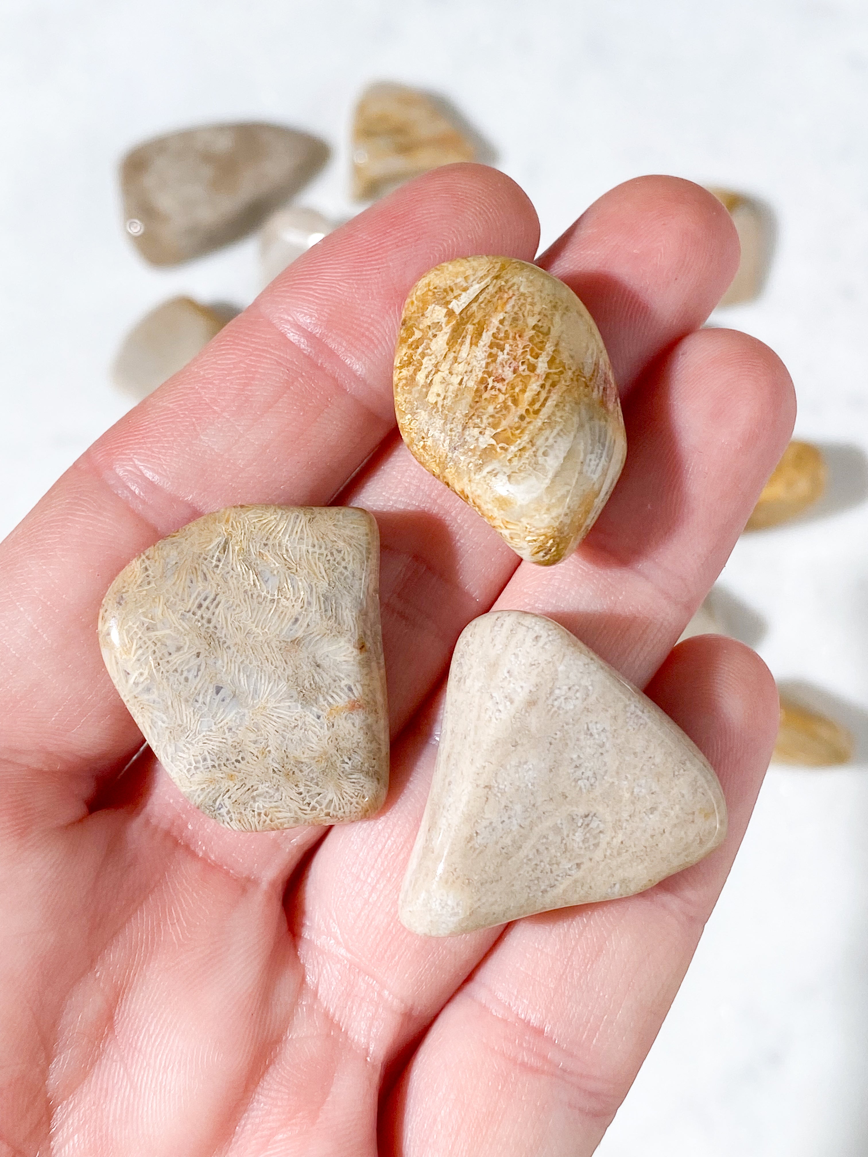 Koralrods Fossil Poleret