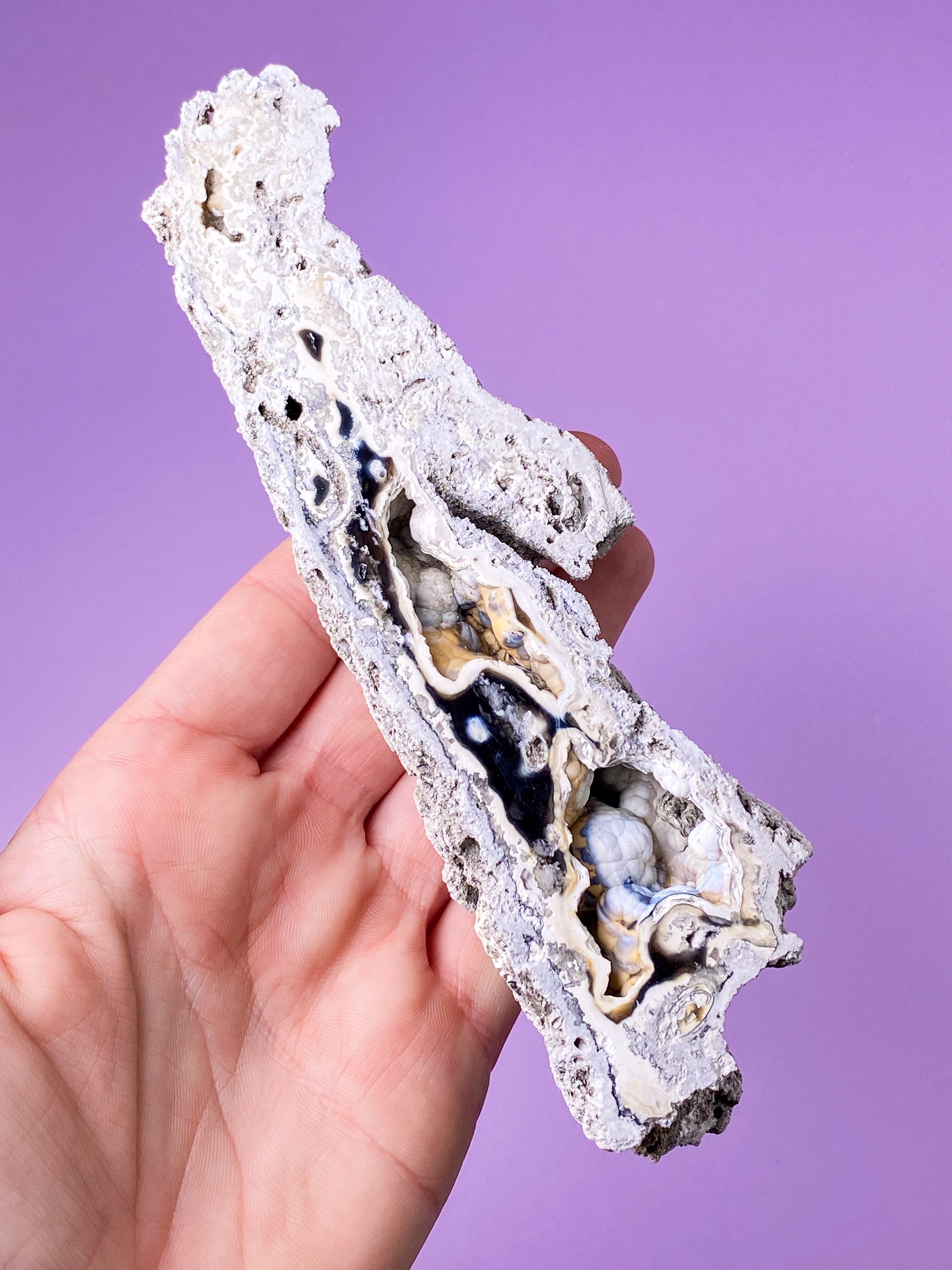 Agate Coral Fossil (No. 18) Exclusive Quality