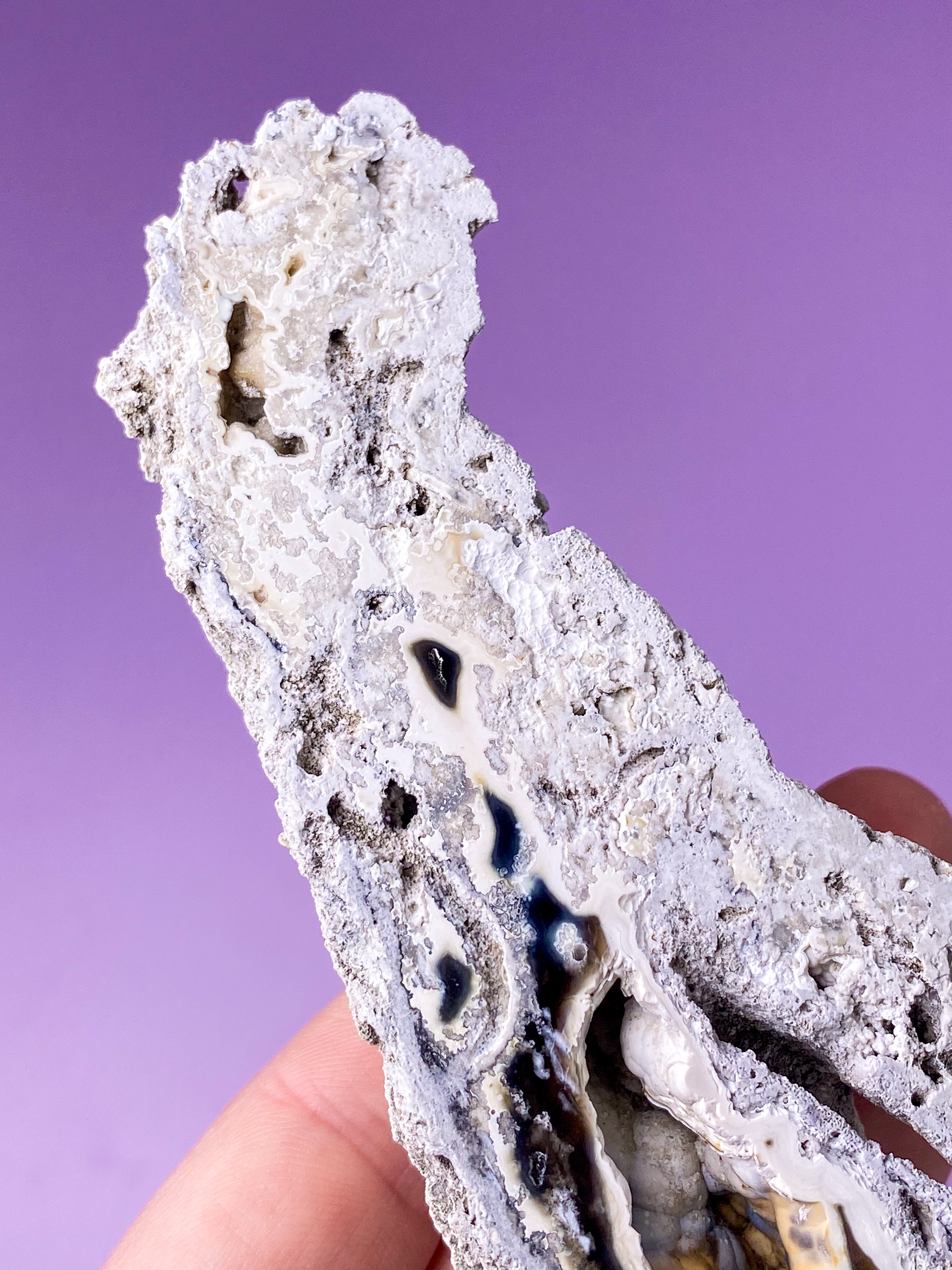 Agate Coral Fossil (No. 18) Exclusive Quality