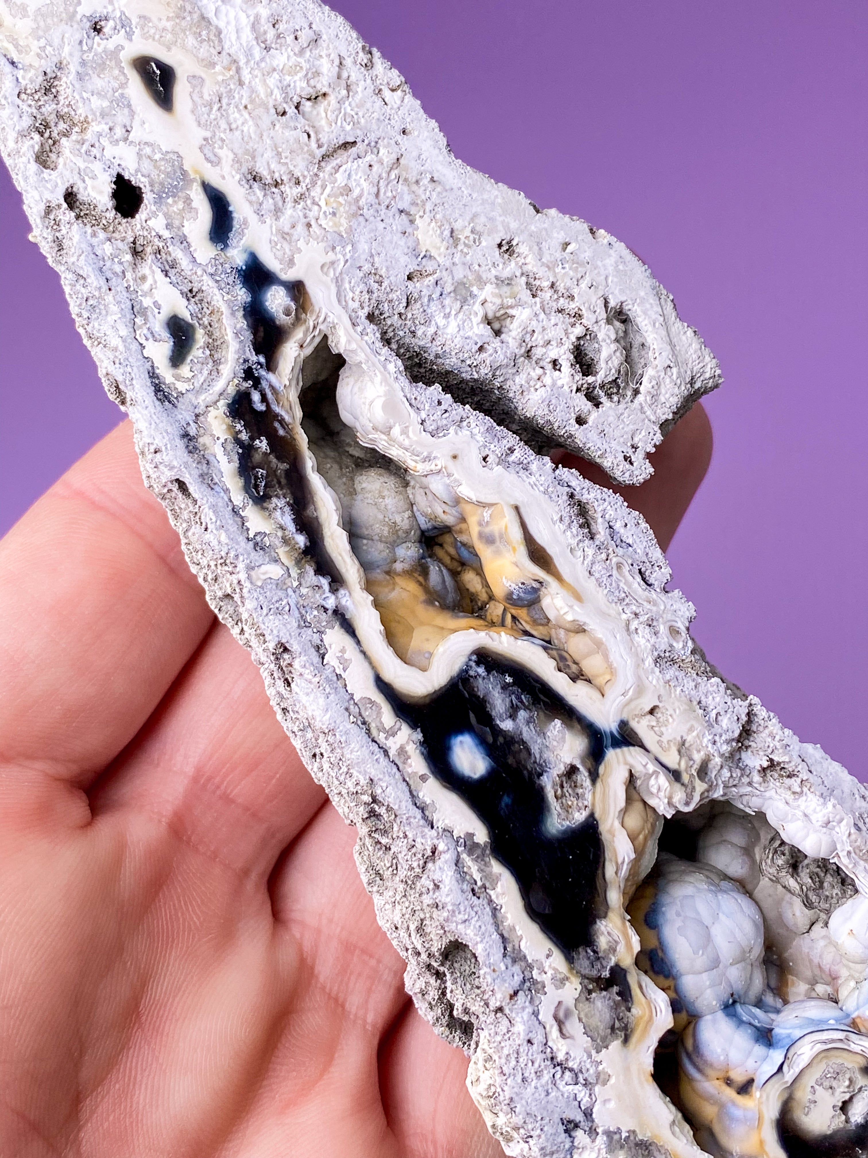 Agate Coral Fossil (No. 18) Exclusive Quality