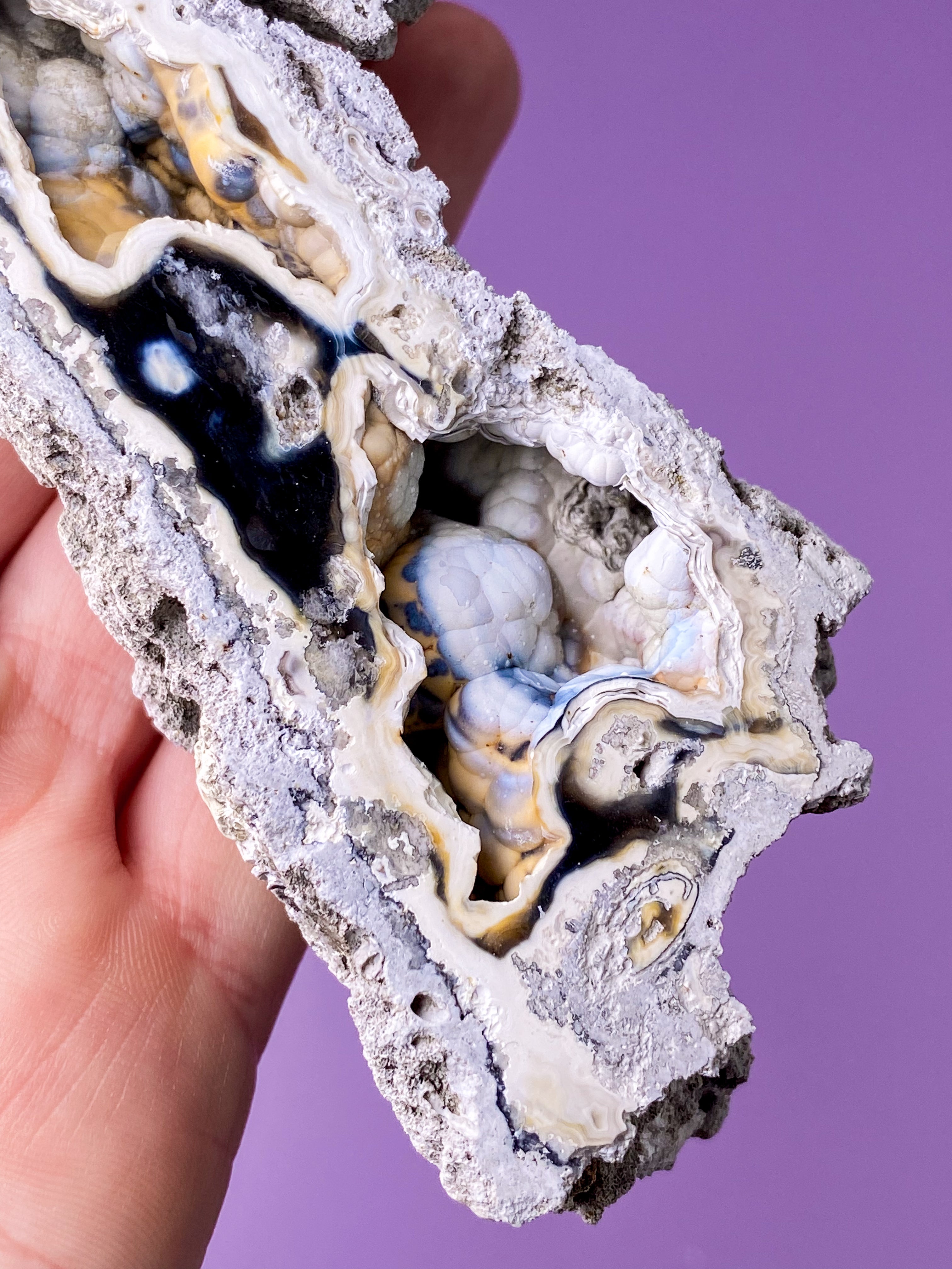 Agate Coral Fossil (No. 18) Exclusive Quality