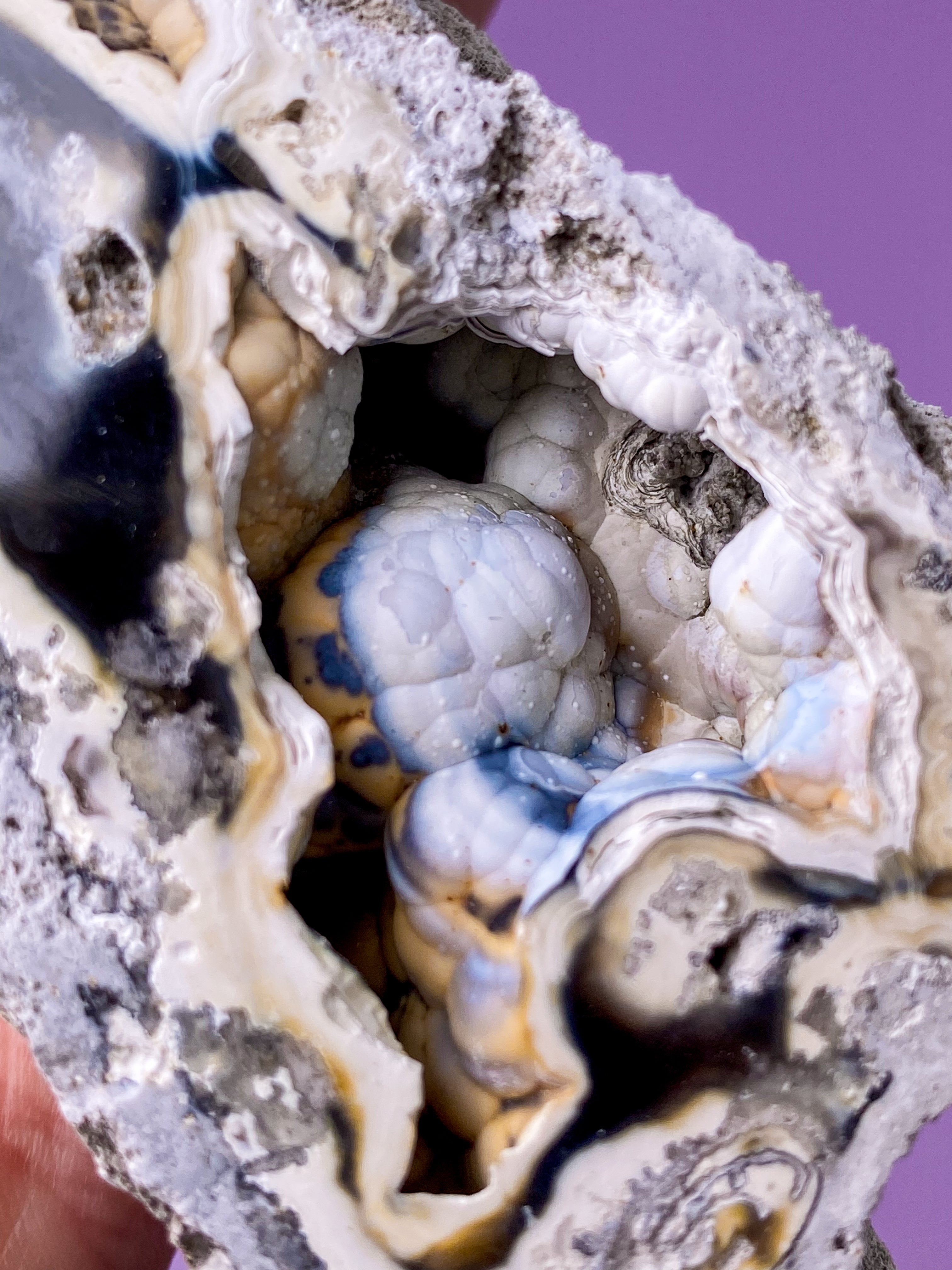 Agate Coral Fossil (No. 18) Exclusive Quality