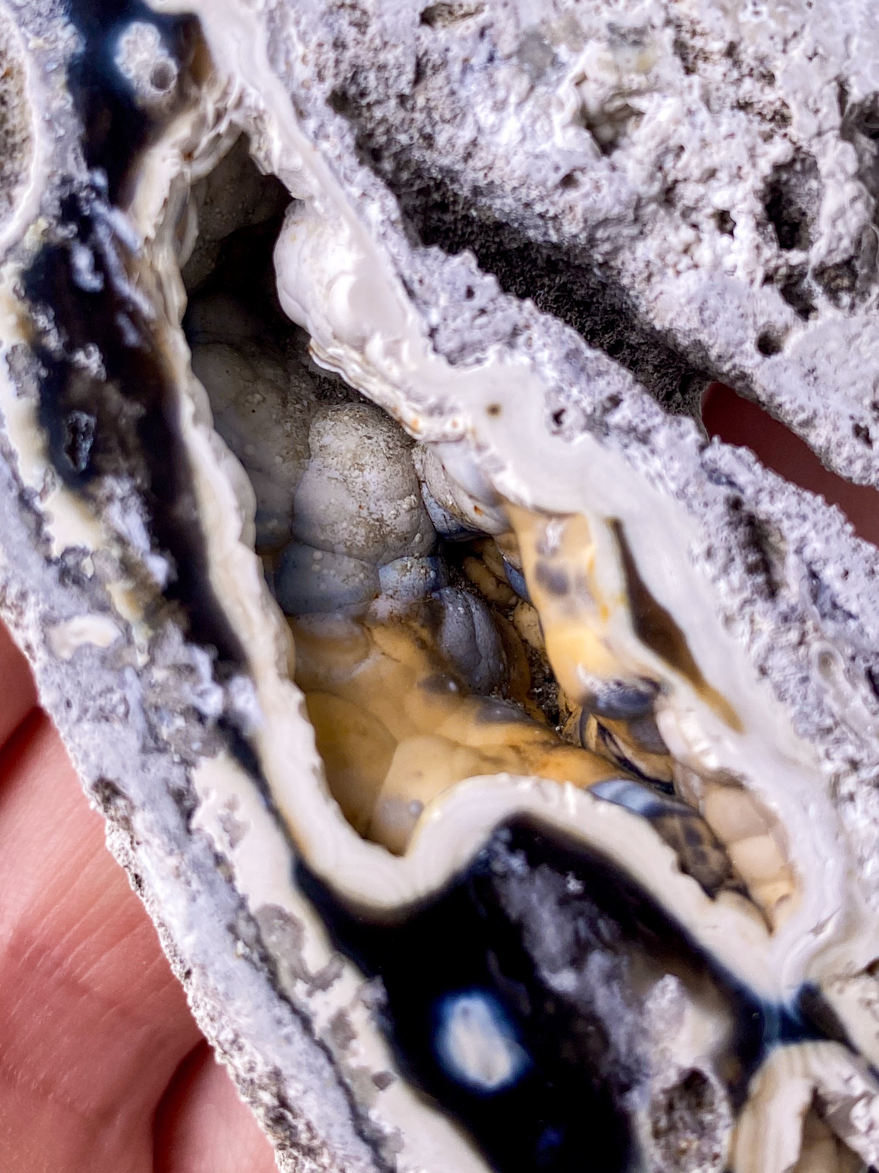 Agate Coral Fossil (No. 18) Exclusive Quality