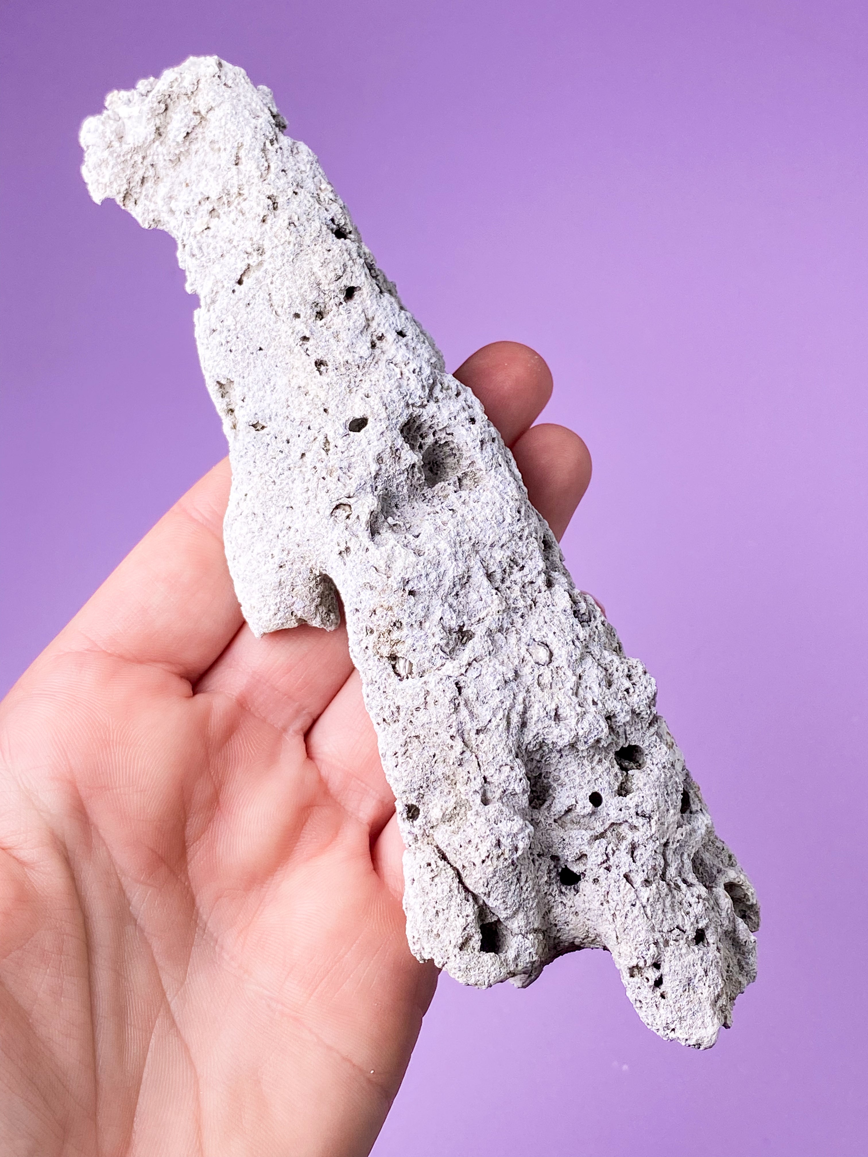 Agate Coral Fossil (No. 18) Exclusive Quality