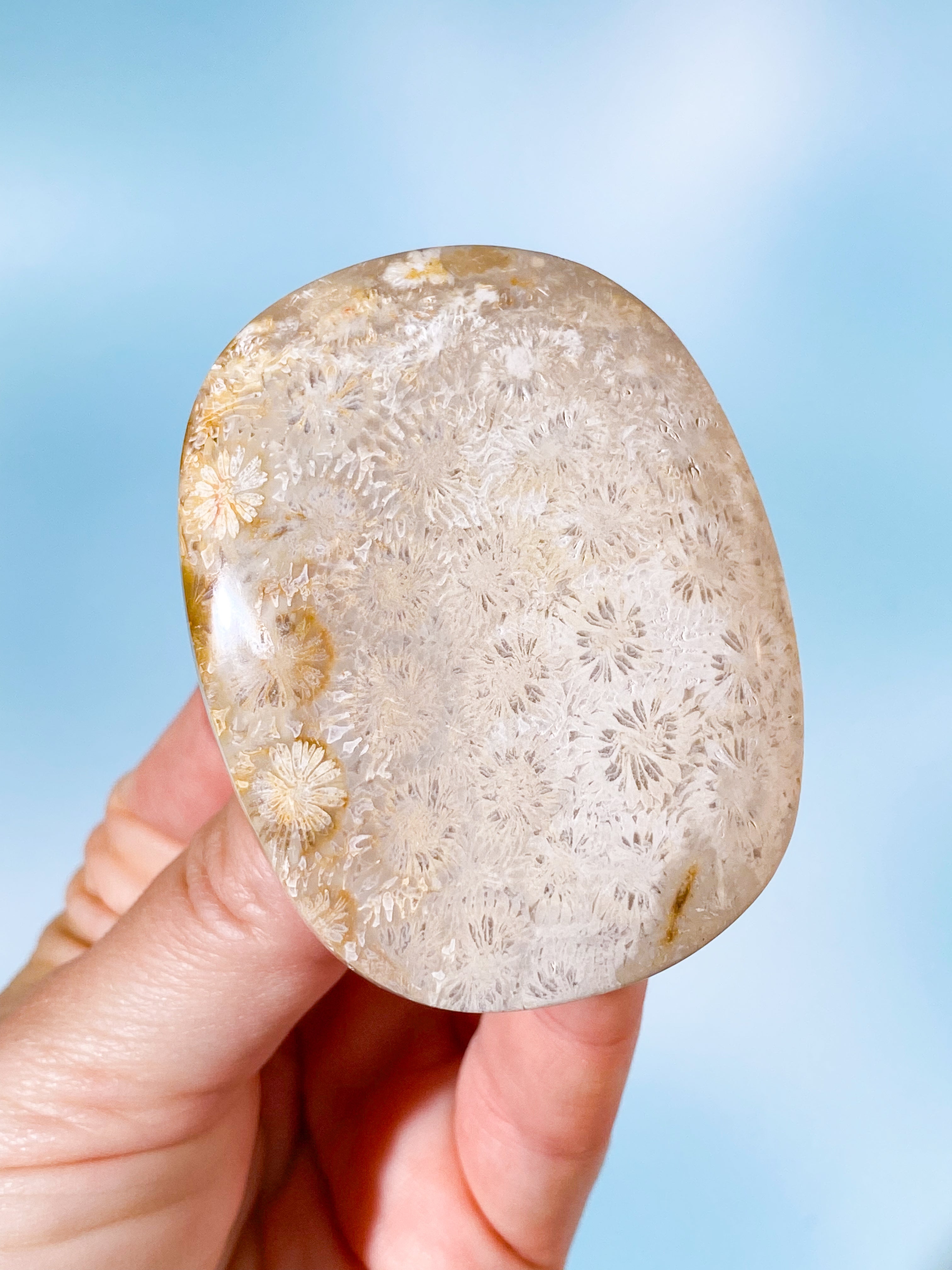 Koralrods Fossil Palmstone (Nr. 4)
