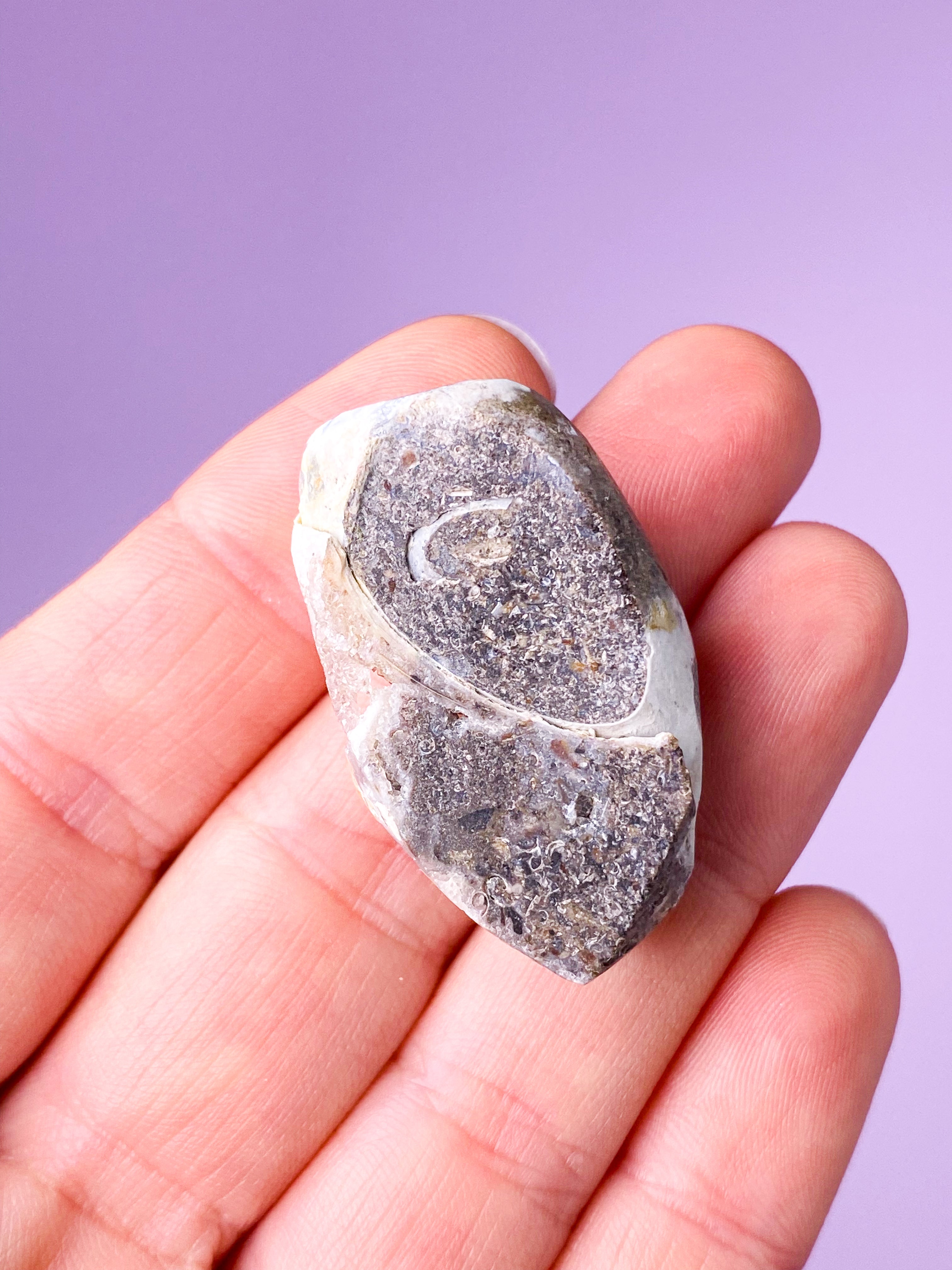 Druzy Konkylie Fossil (Nr. 5)