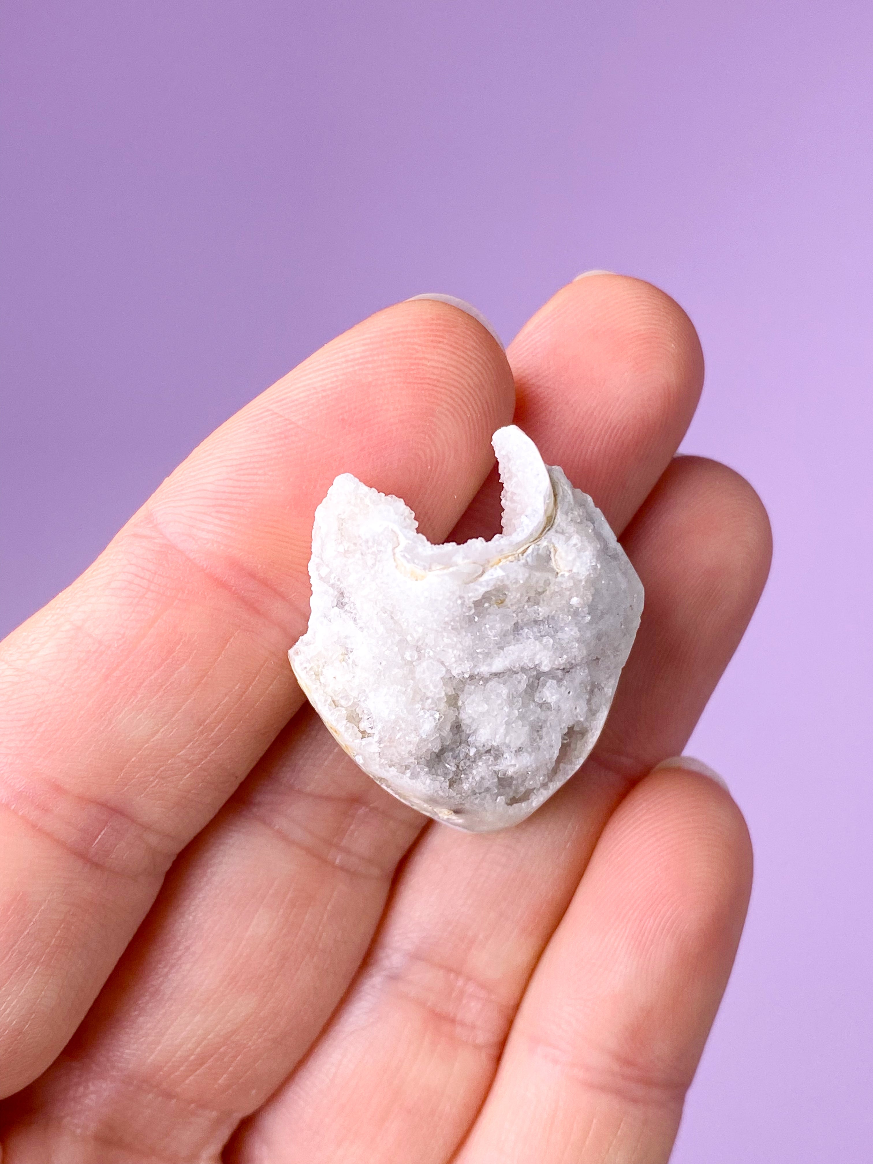 Druzy Konkylie Fossil (Nr. 23)