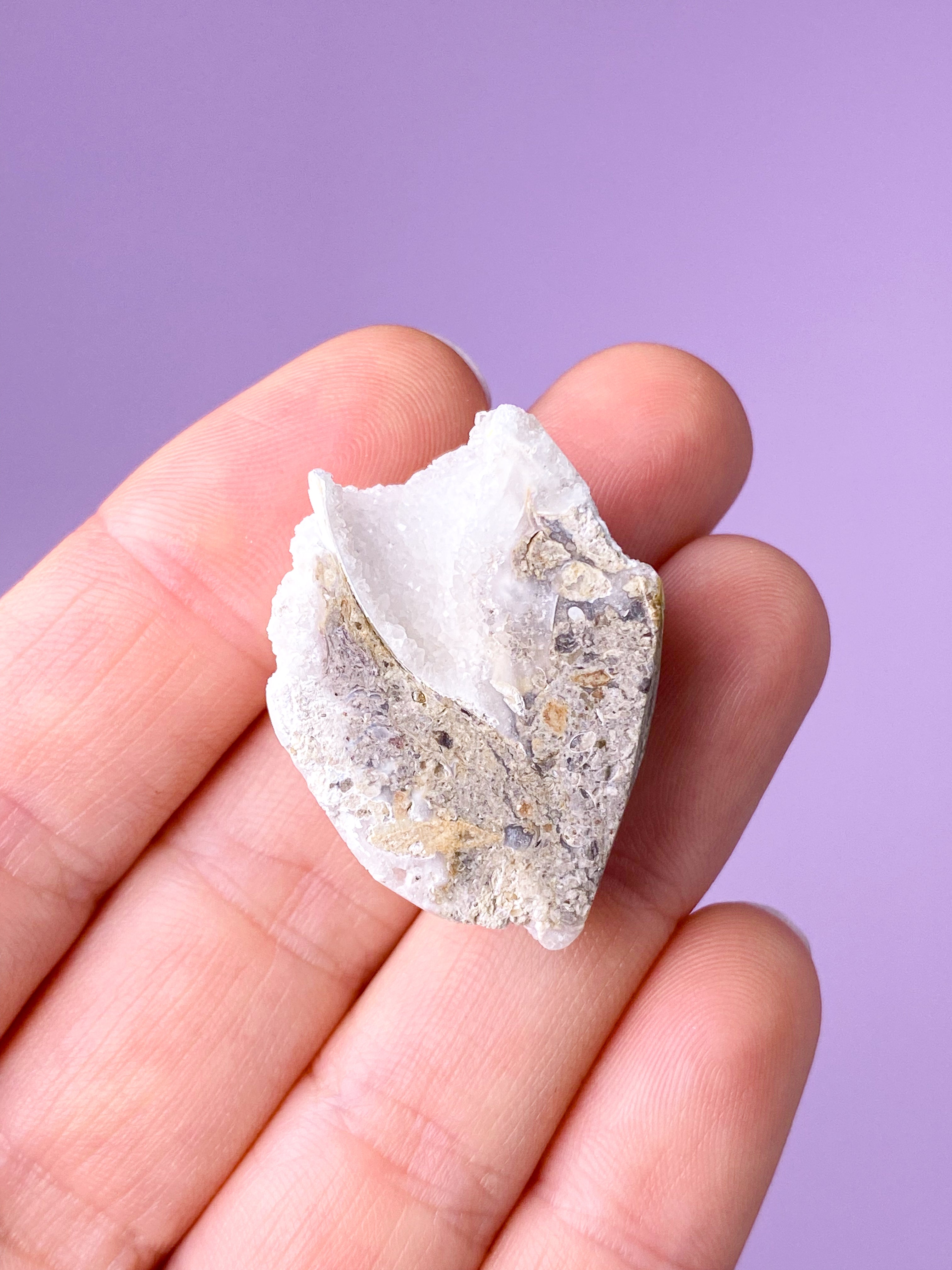 Druzy Konkylie Fossil (Nr. 23)