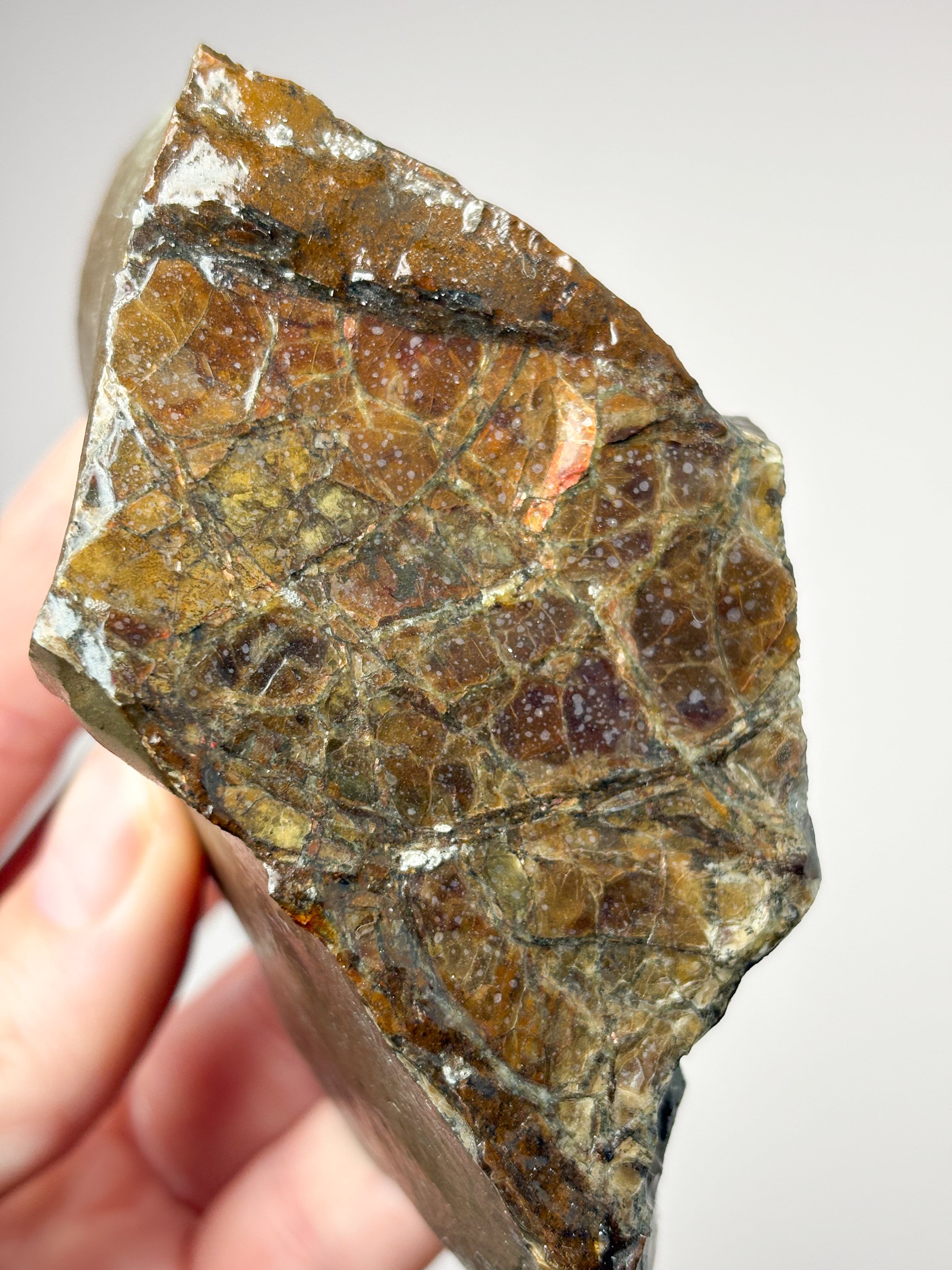 Ammolit (Nr. 9) Eksklusiv Kvalitet