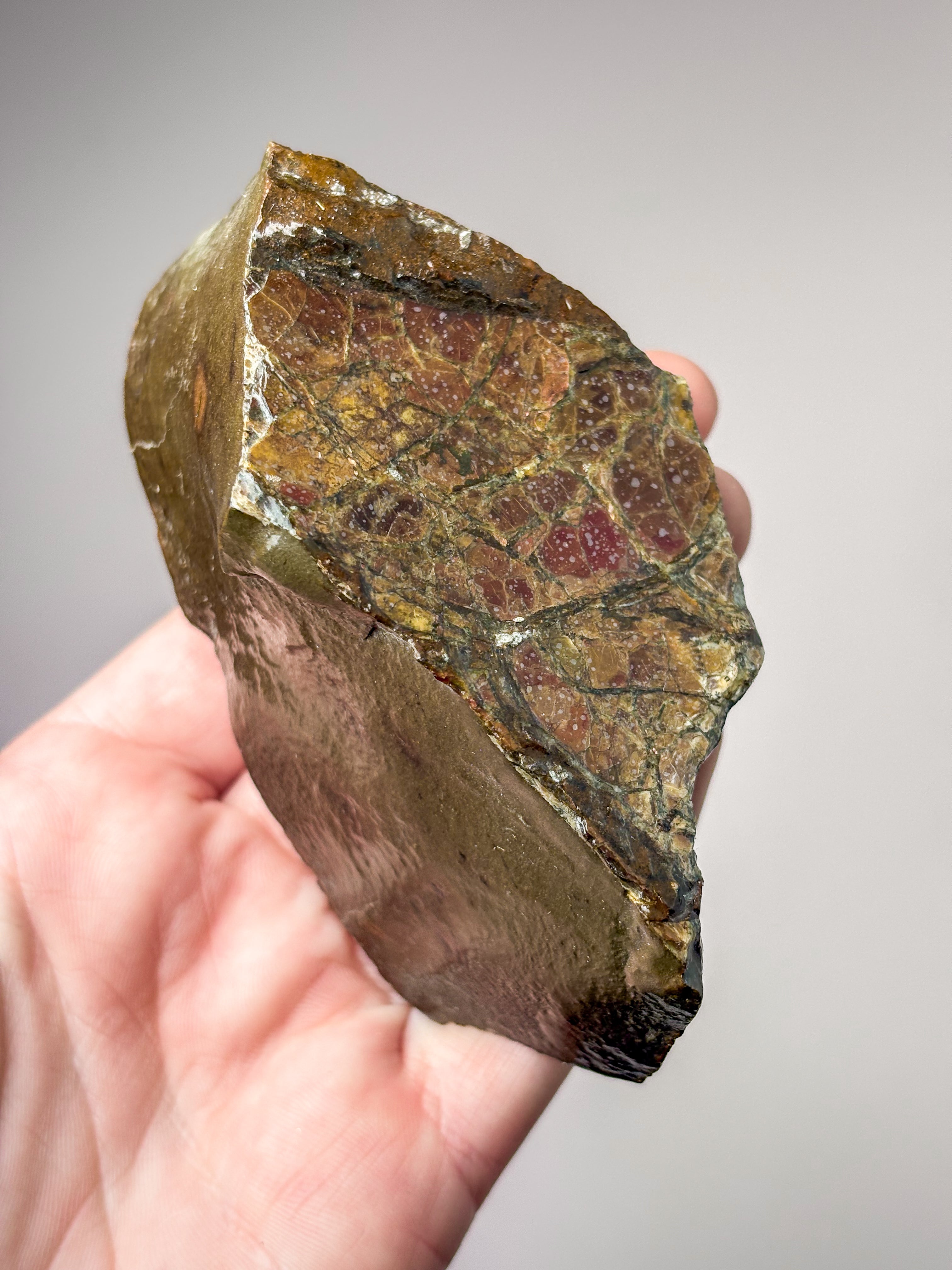 Ammolit (Nr. 9) Eksklusiv Kvalitet