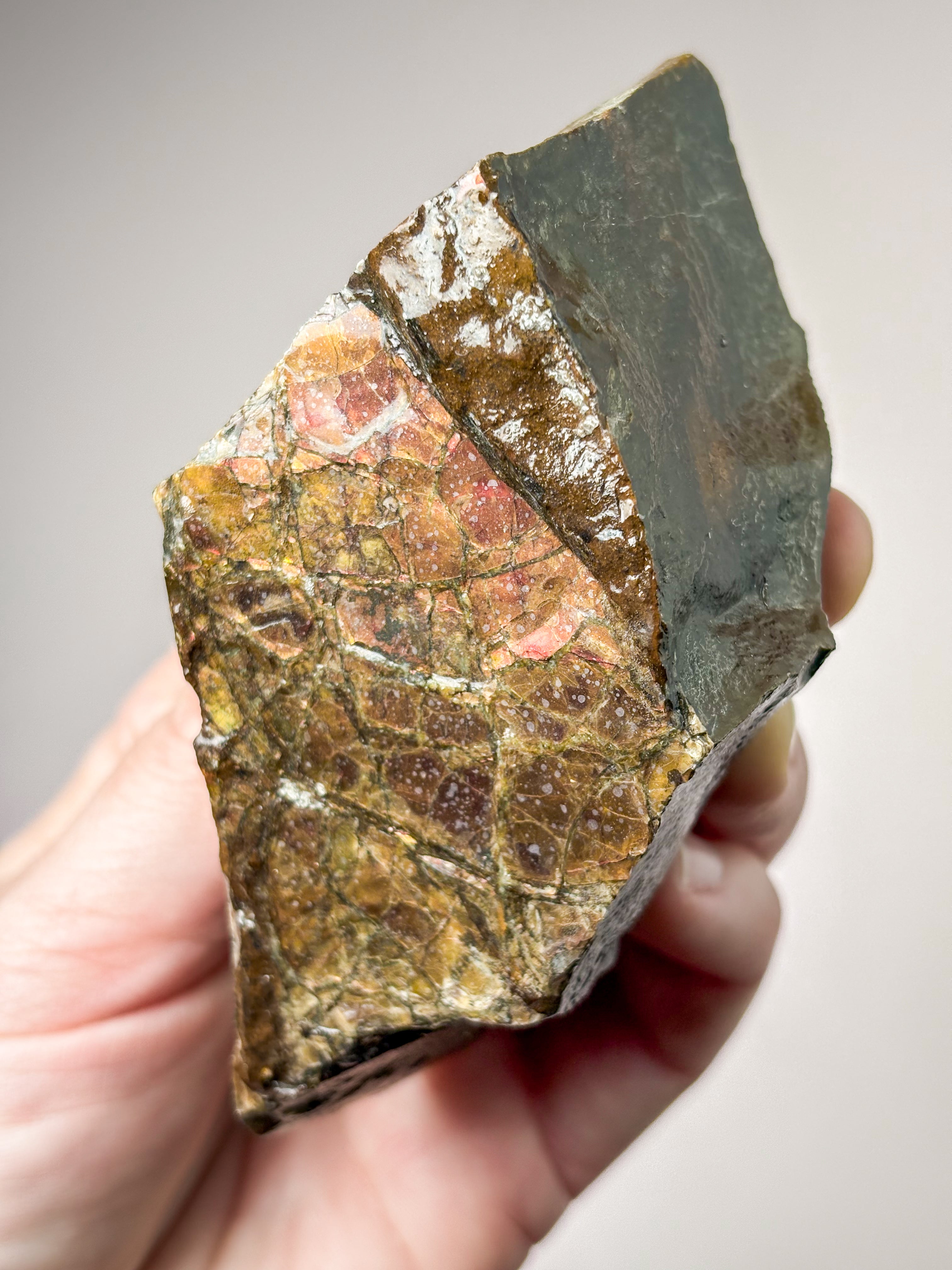 Ammolit (Nr. 9) Eksklusiv Kvalitet