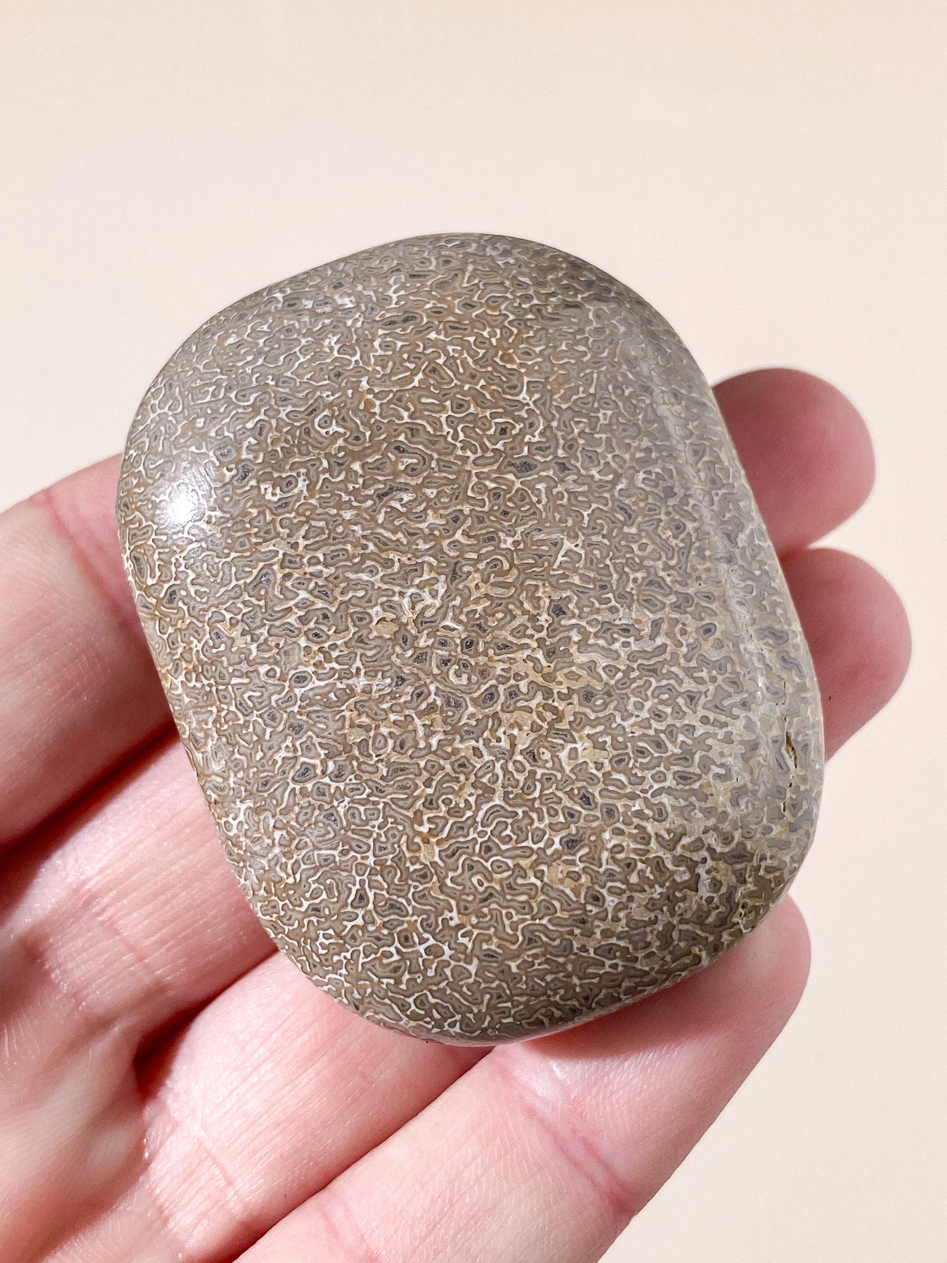 Atlasaurus Dinosaur Fossil Knogle Palmstone (Nr. 12)
