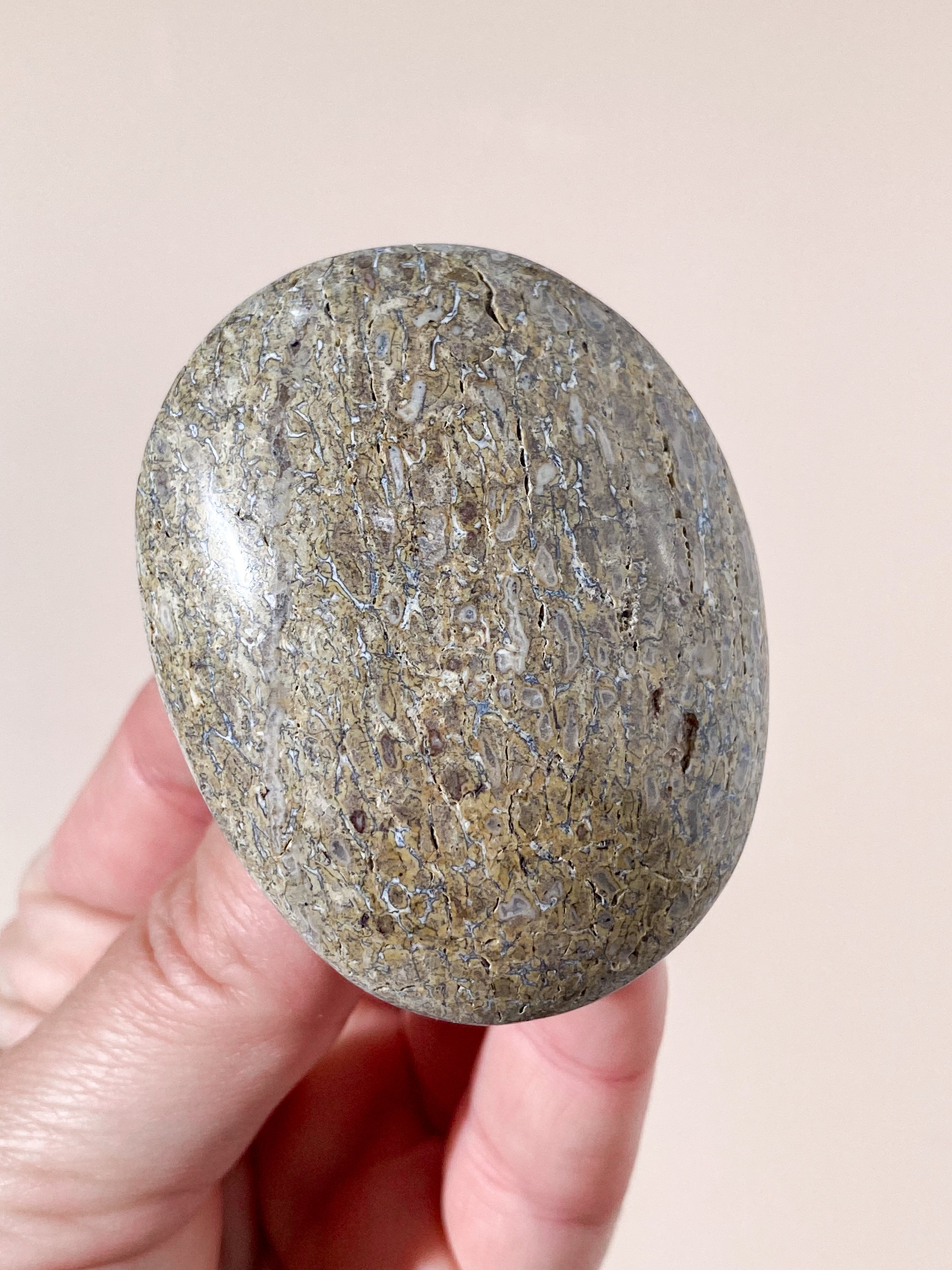 Atlasaurus Dinosaur Fossil Knogle Palmstone (Nr. 15)