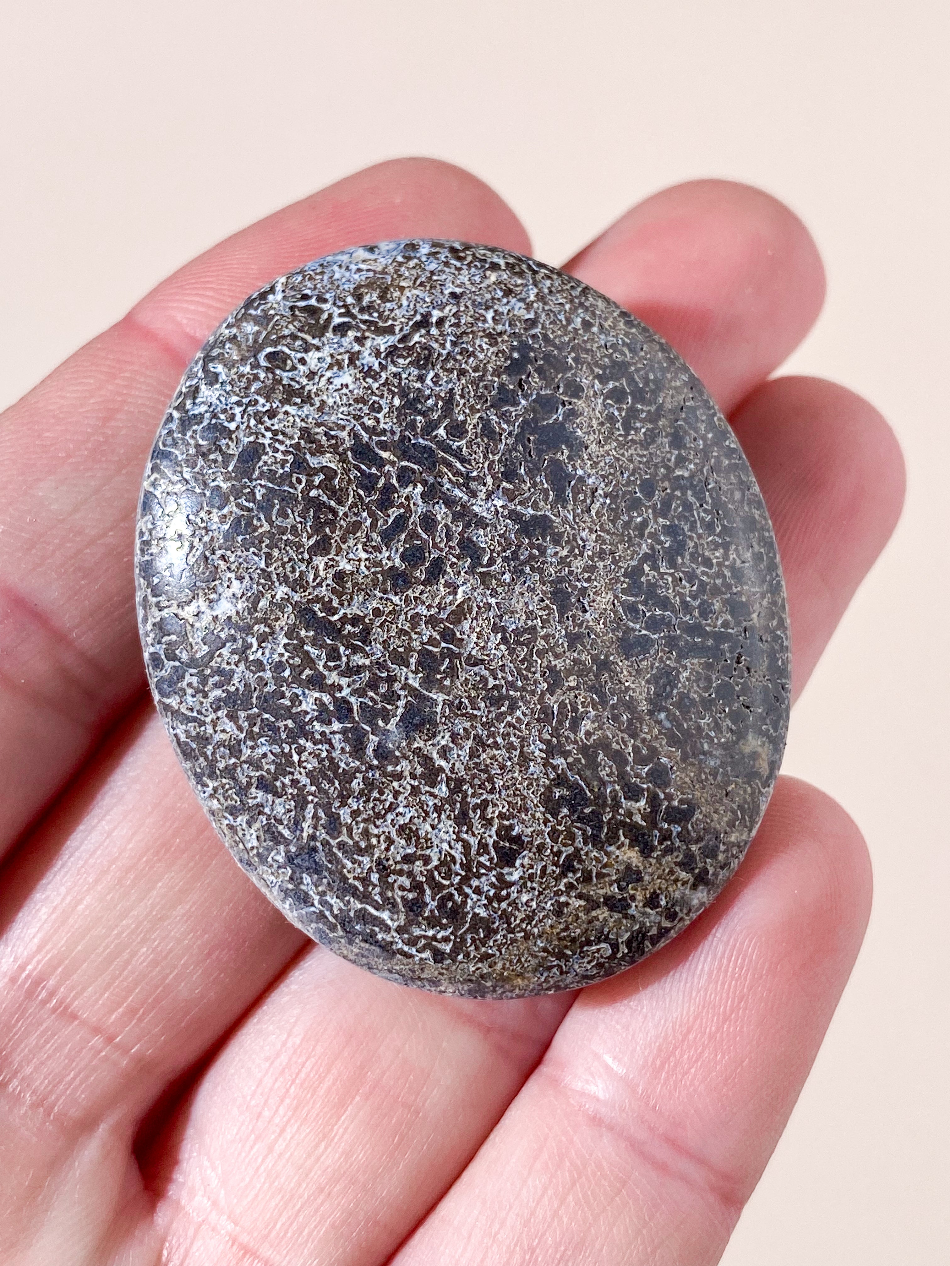 Atlasaurus Dinosaur Fossil Knogle Palmstone (Nr. 17)