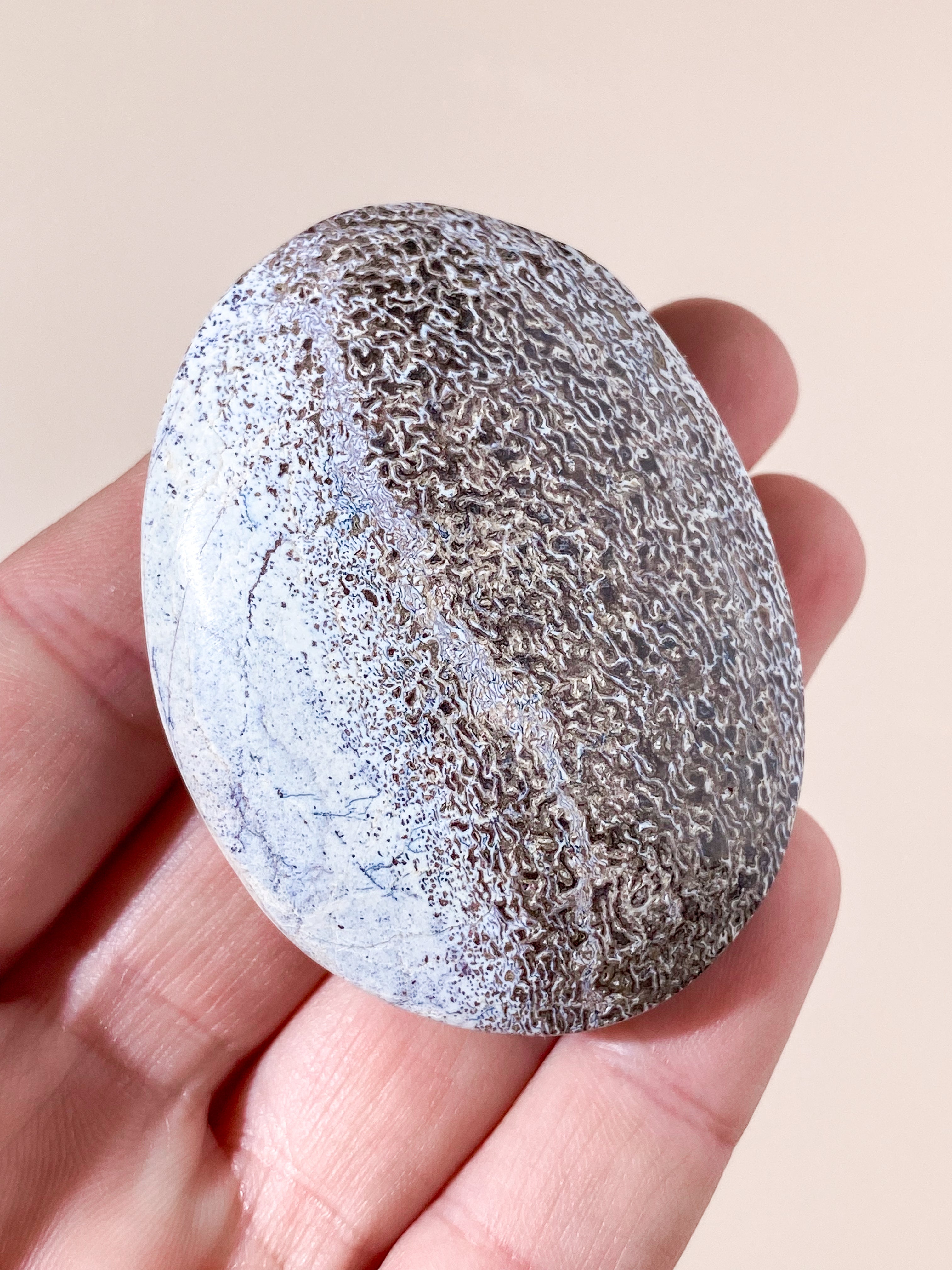 Atlasaurus Dinosaur Fossil Knogle Palmstone (Nr. 18)