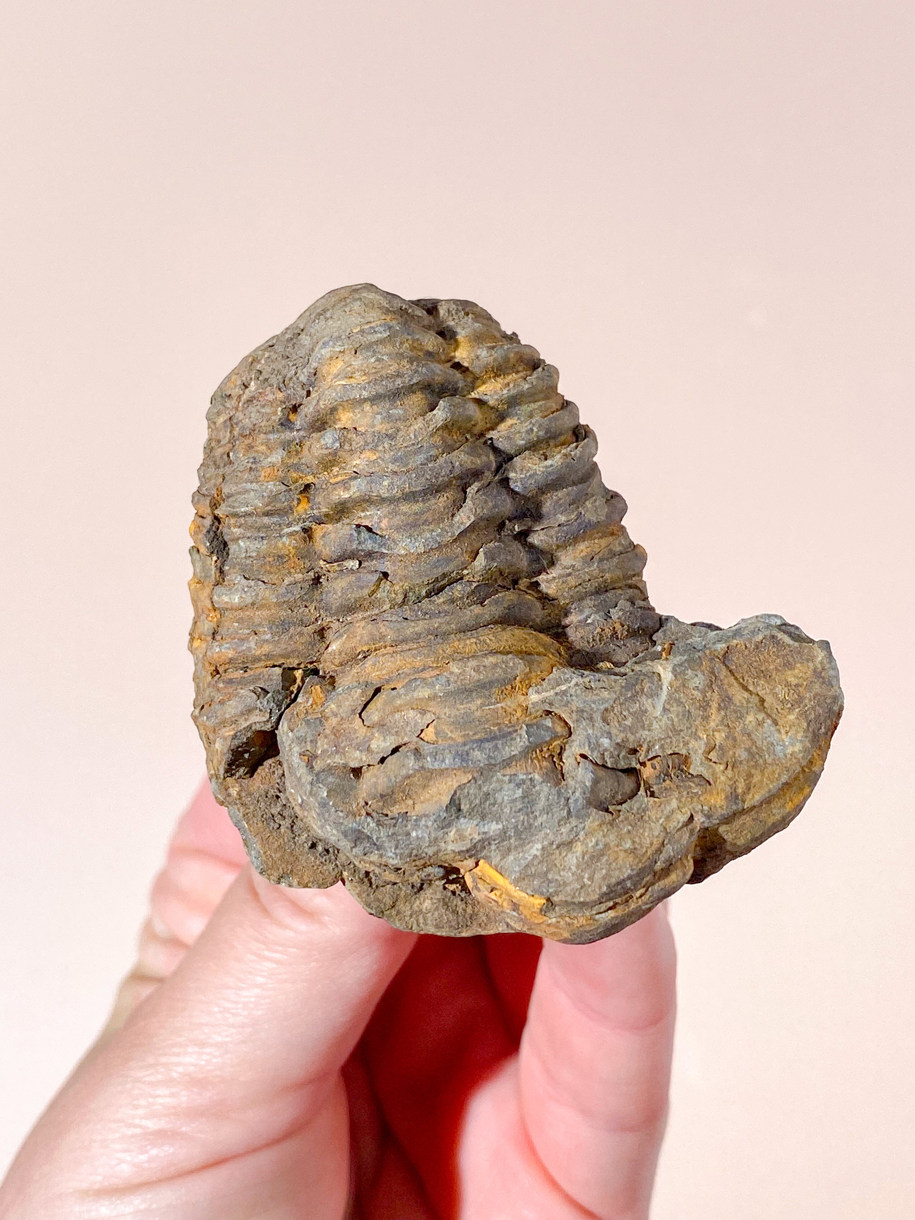 Trilobit Fossil (Nr. 1)