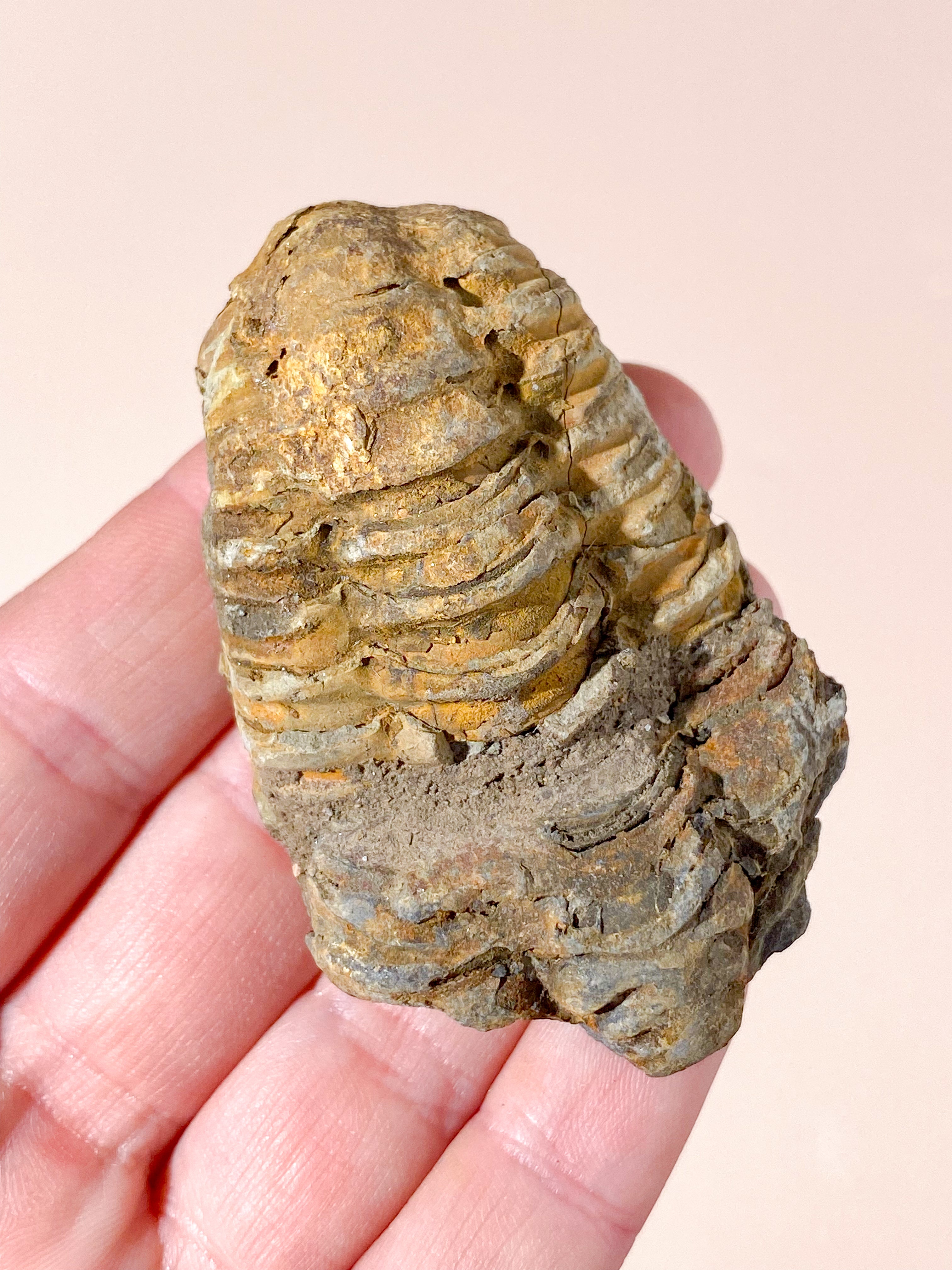 Trilobit Fossil (Nr. 3)