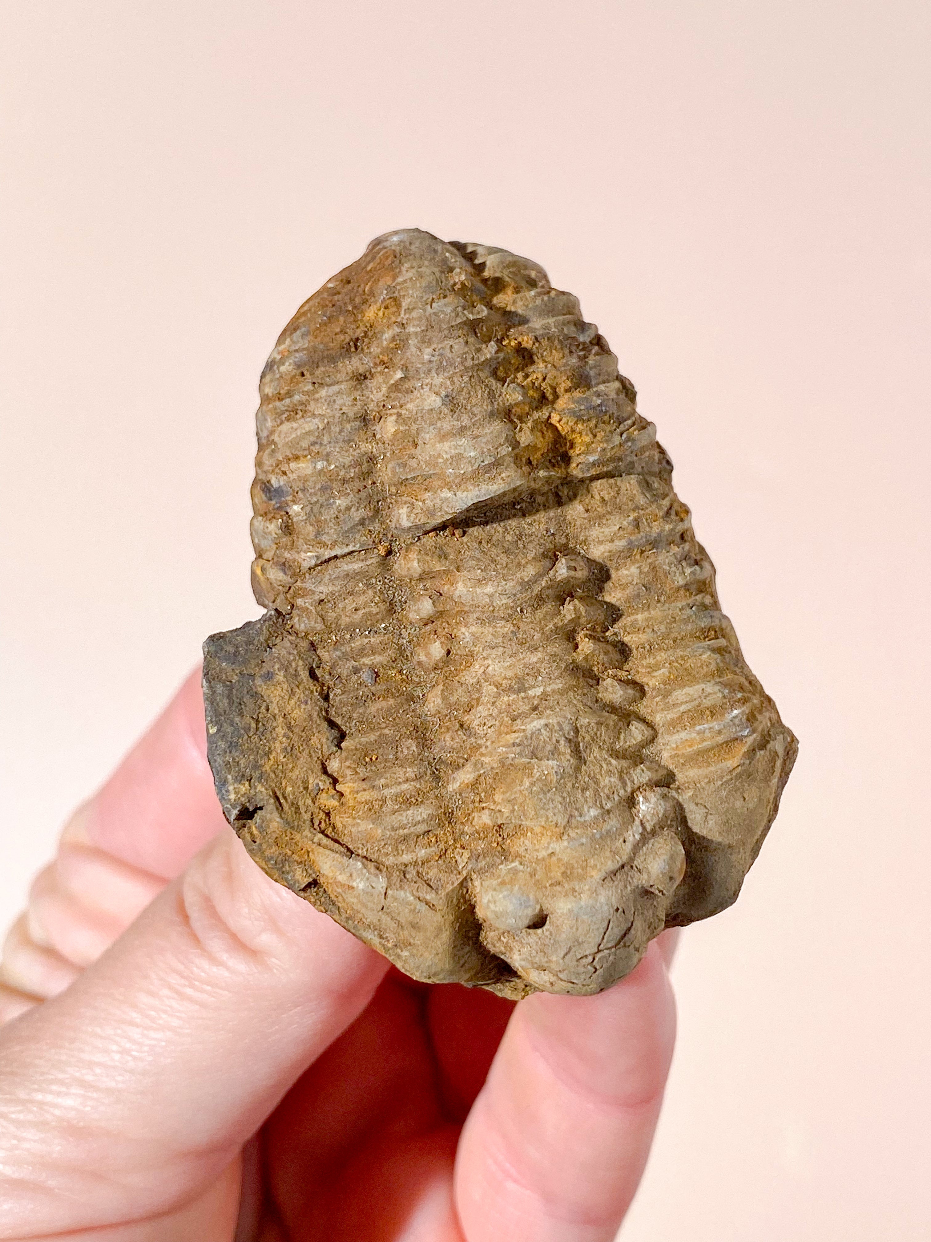 Trilobit Fossil (Nr. 6)