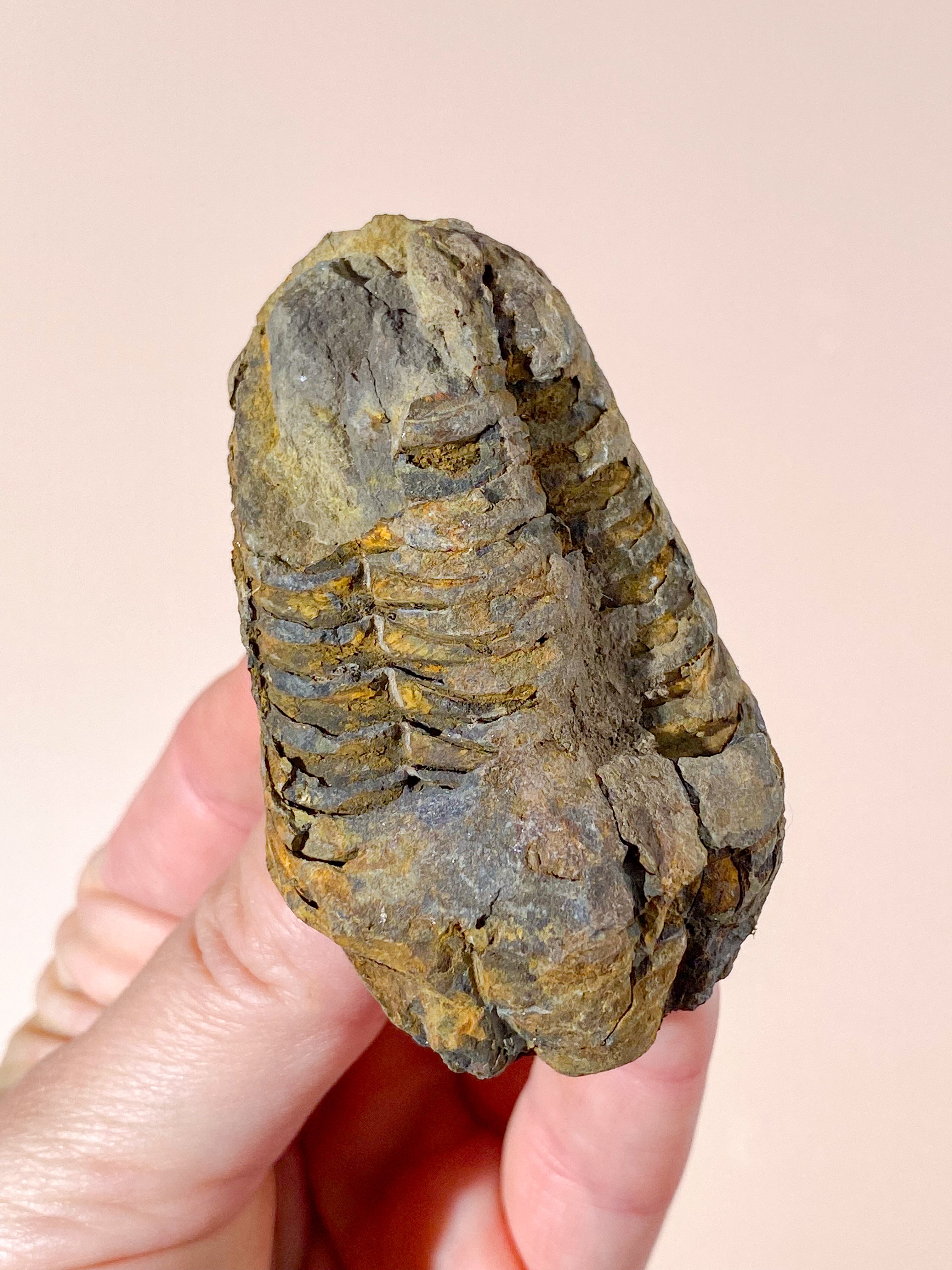 Trilobit Fossil (Nr. 9)