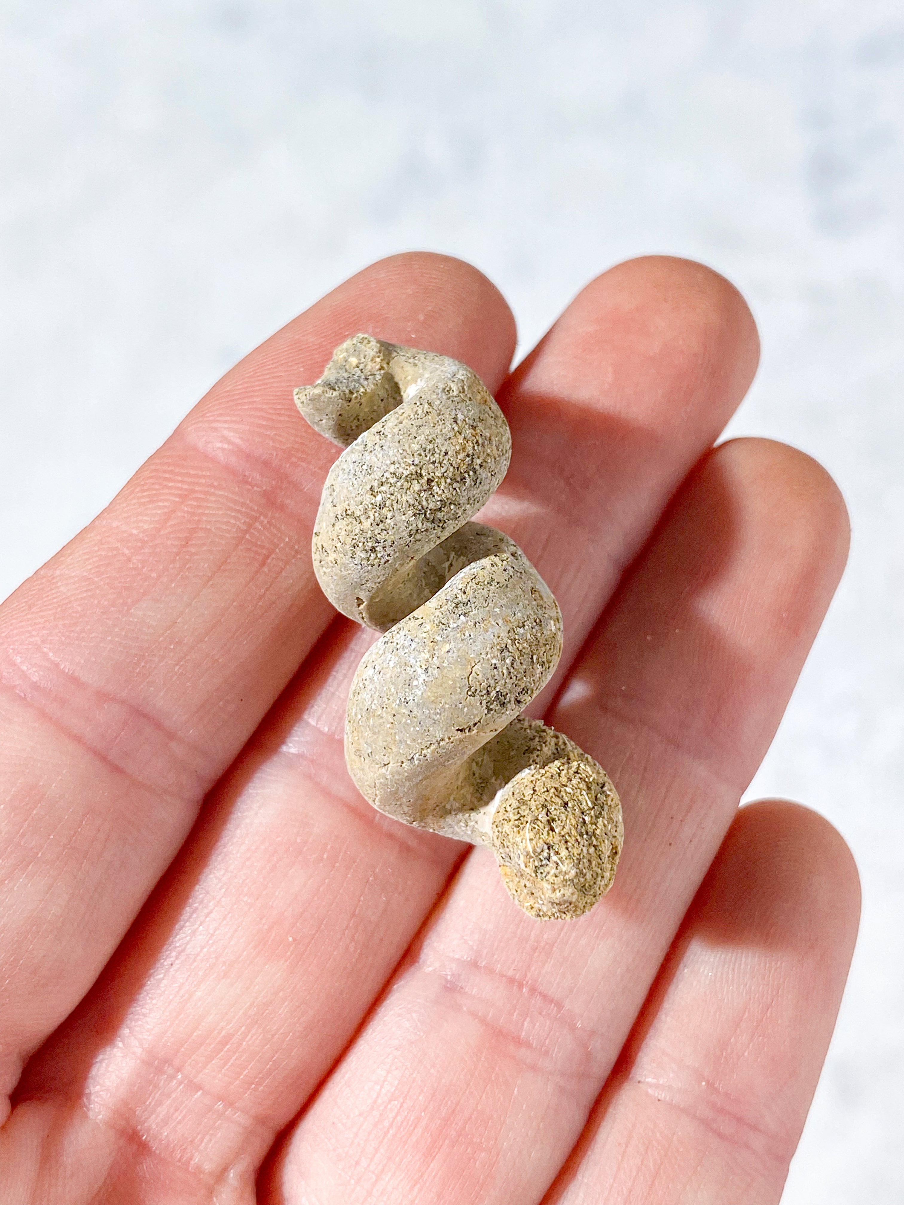 Turritella Fossil (Nr. 2)