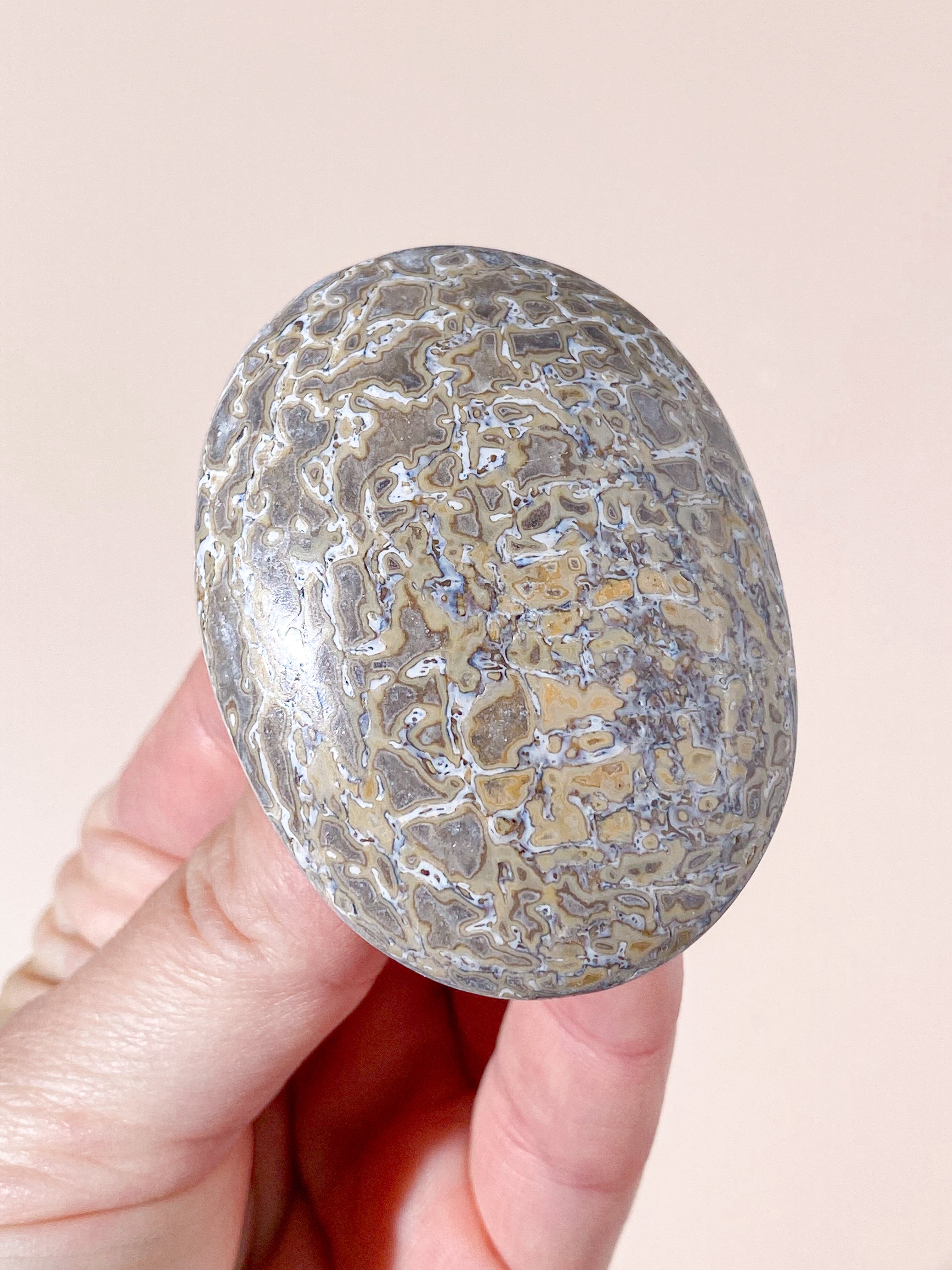Atlasaurus Dinosaur Fossil Knogle Palmstone (Nr. 2)