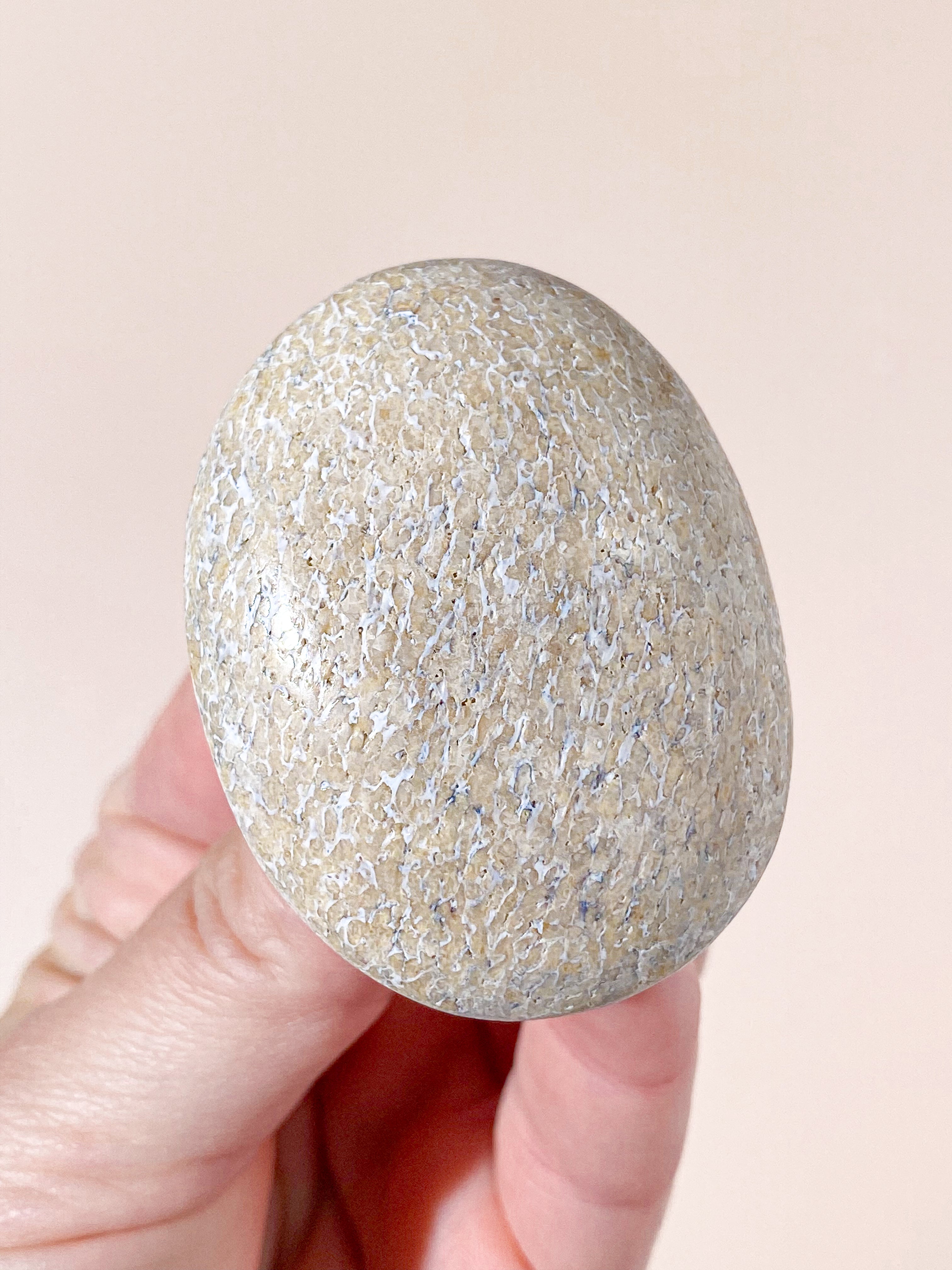 Atlasaurus Dinosaur Fossil Knogle Palmstone (Nr. 3)