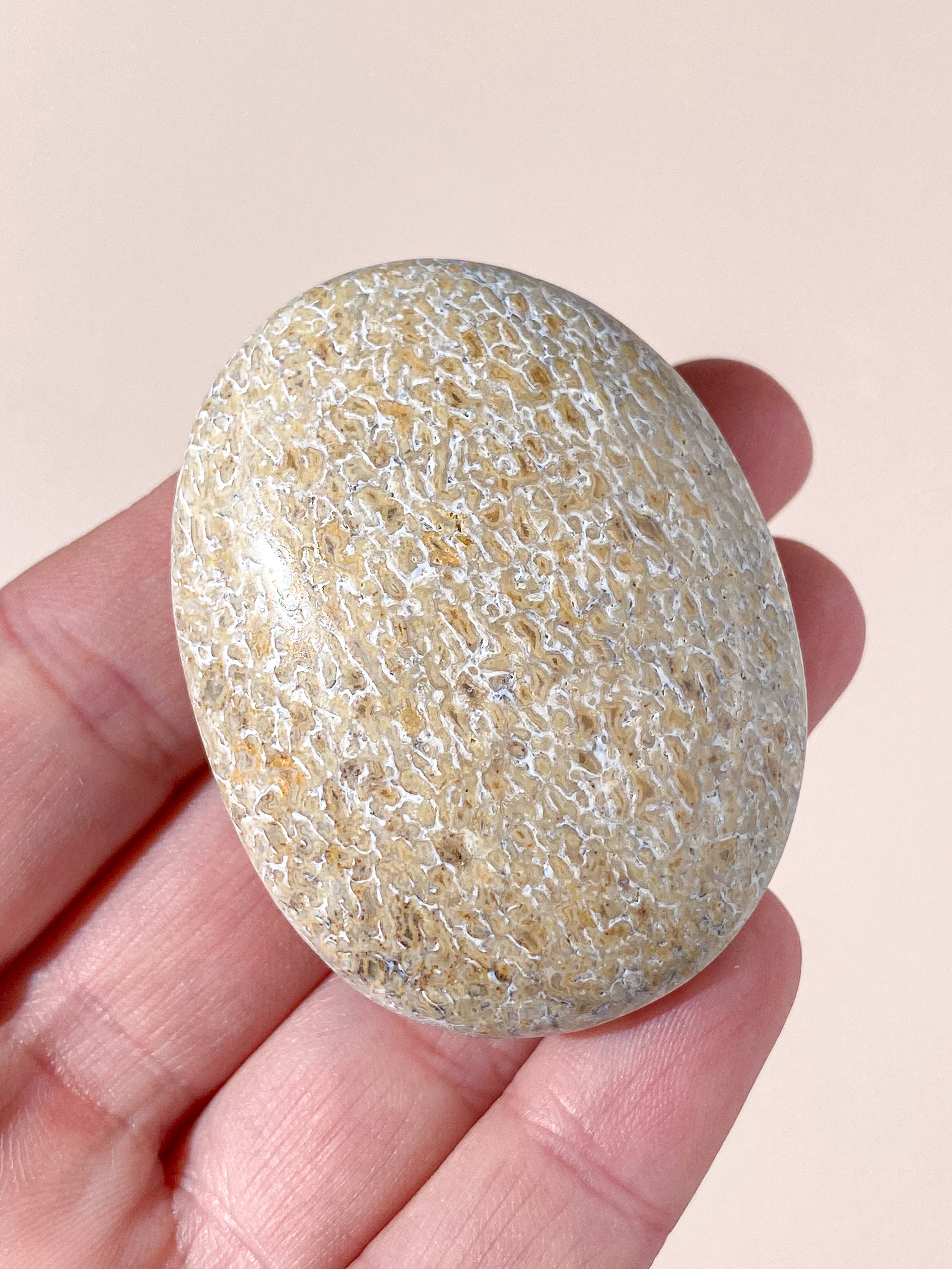 Atlasaurus Dinosaur Fossil Knogle Palmstone (Nr. 3)