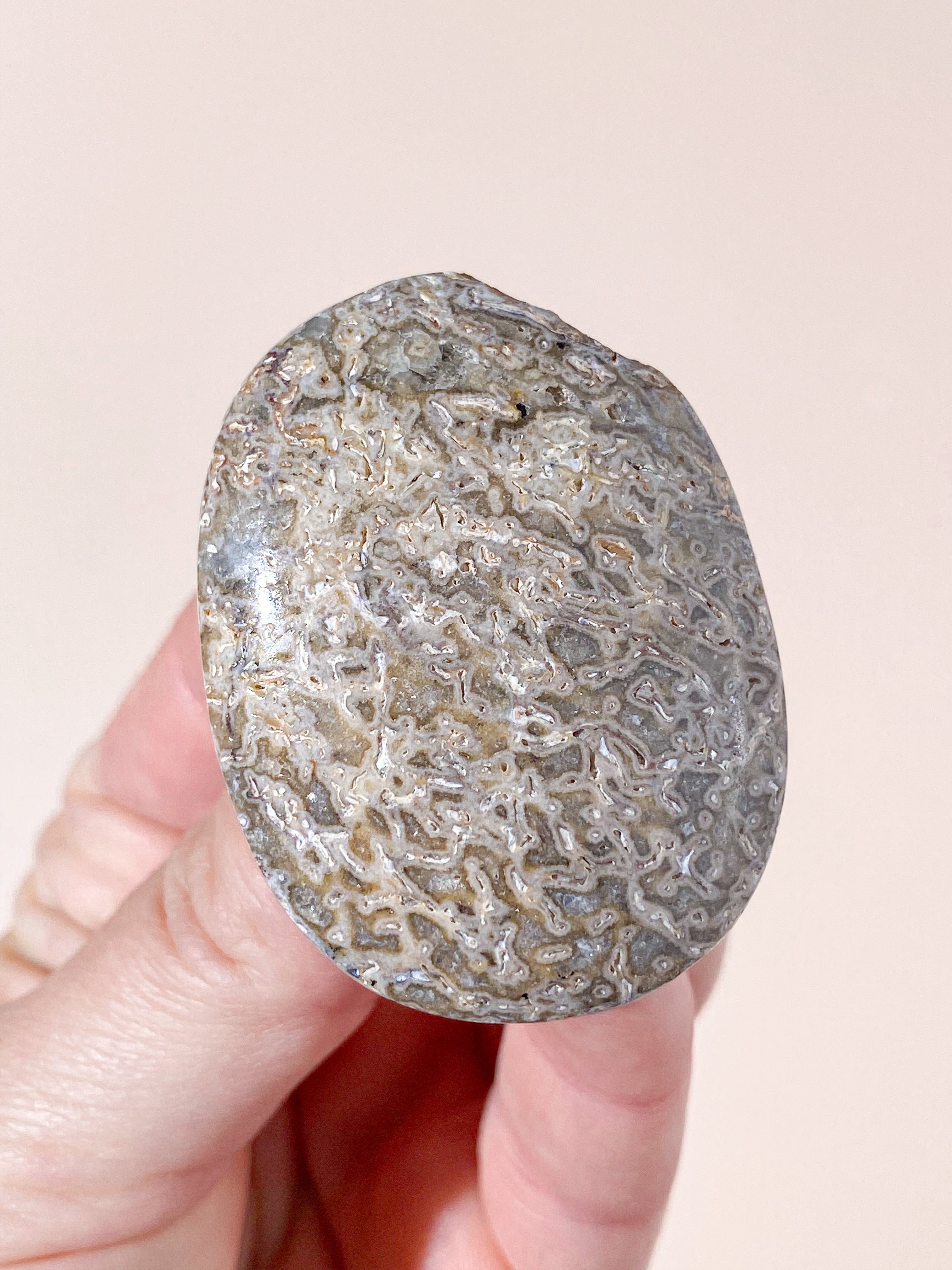 Atlasaurus Dinosaur Fossil Knogle Palmstone (Nr. 4)