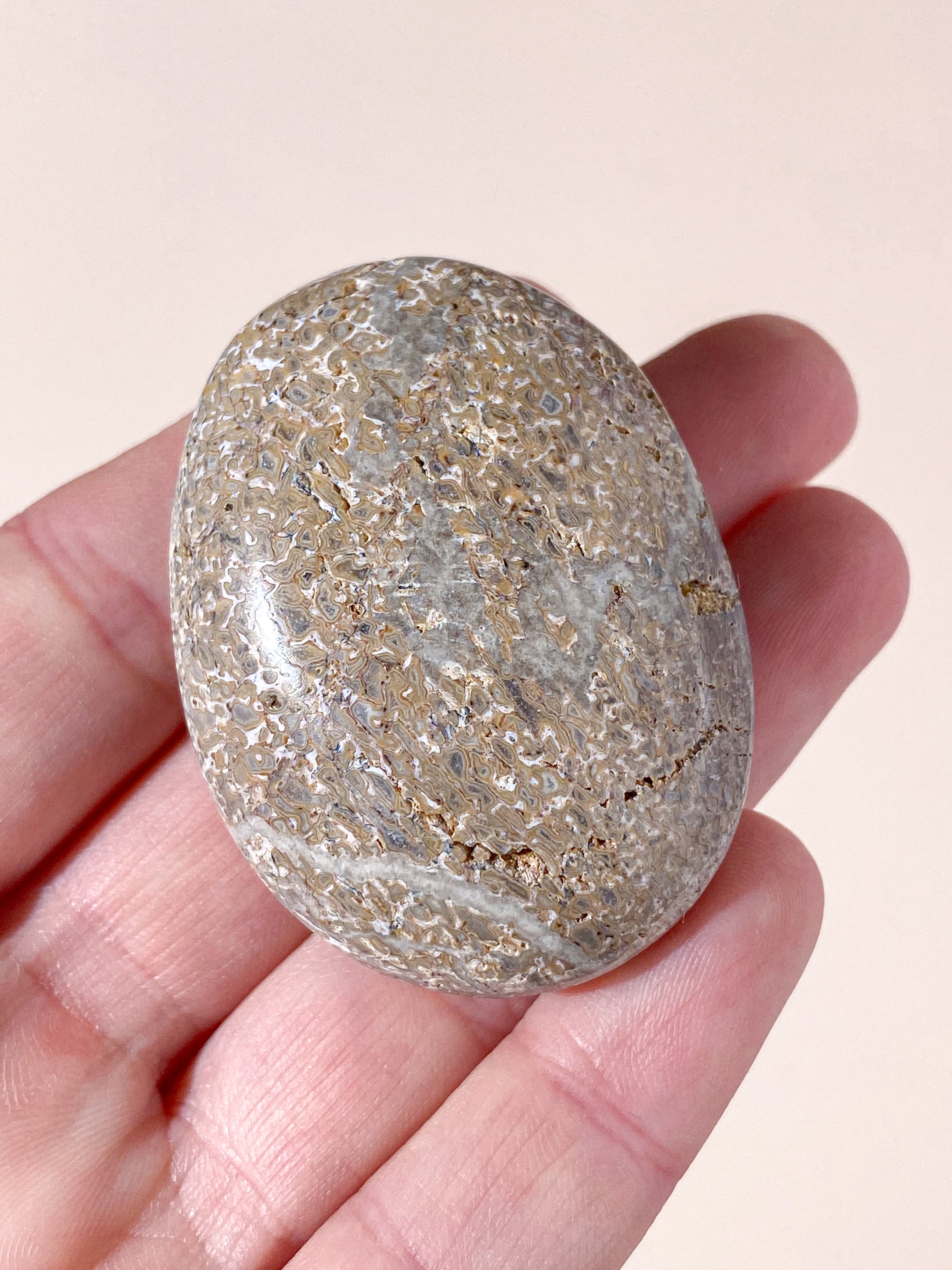 Atlasaurus Dinosaur Fossil Knogle Palmstone (Nr. 5)