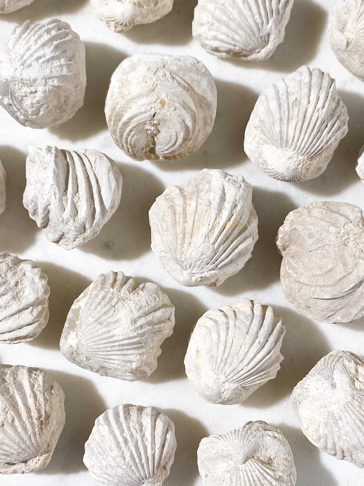 Musling Fossil
