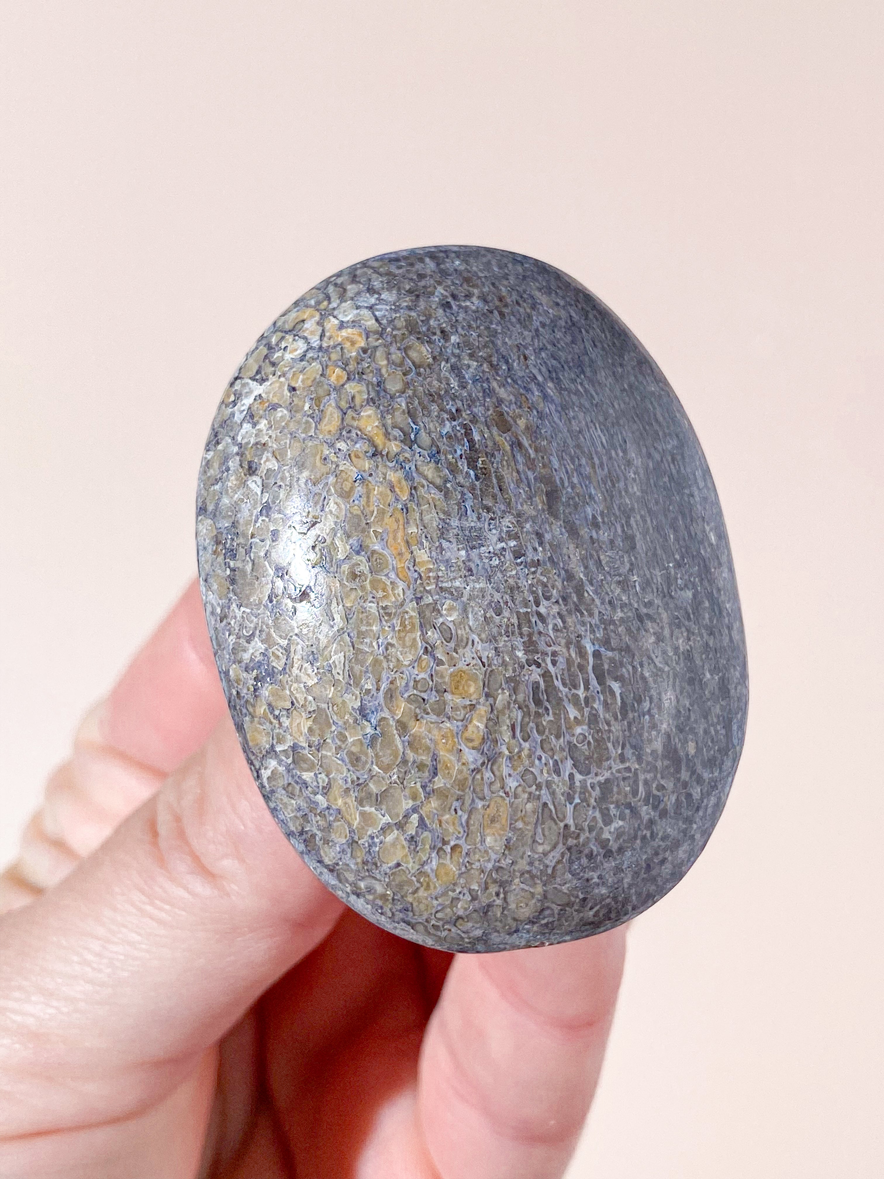 Atlasaurus Dinosaur Fossil Knogle Palmstone (Nr. 6)