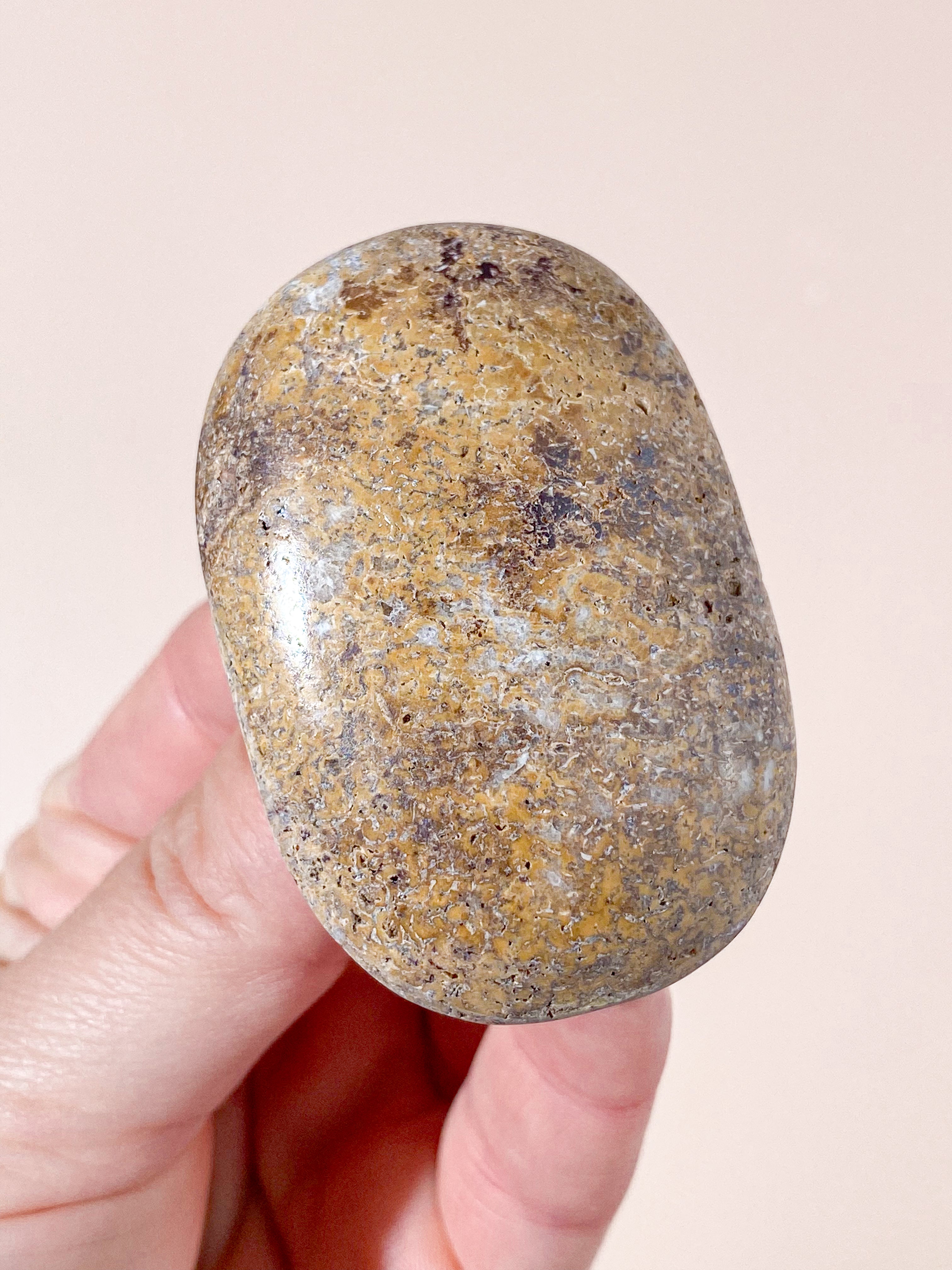 Atlasaurus Dinosaur Fossil Knogle Palmstone (Nr. 7)