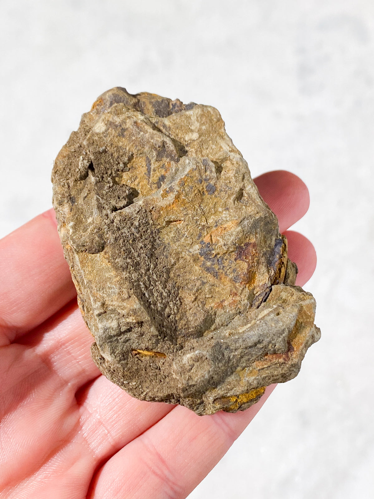 Trilobit Fossil (Nr. 1)