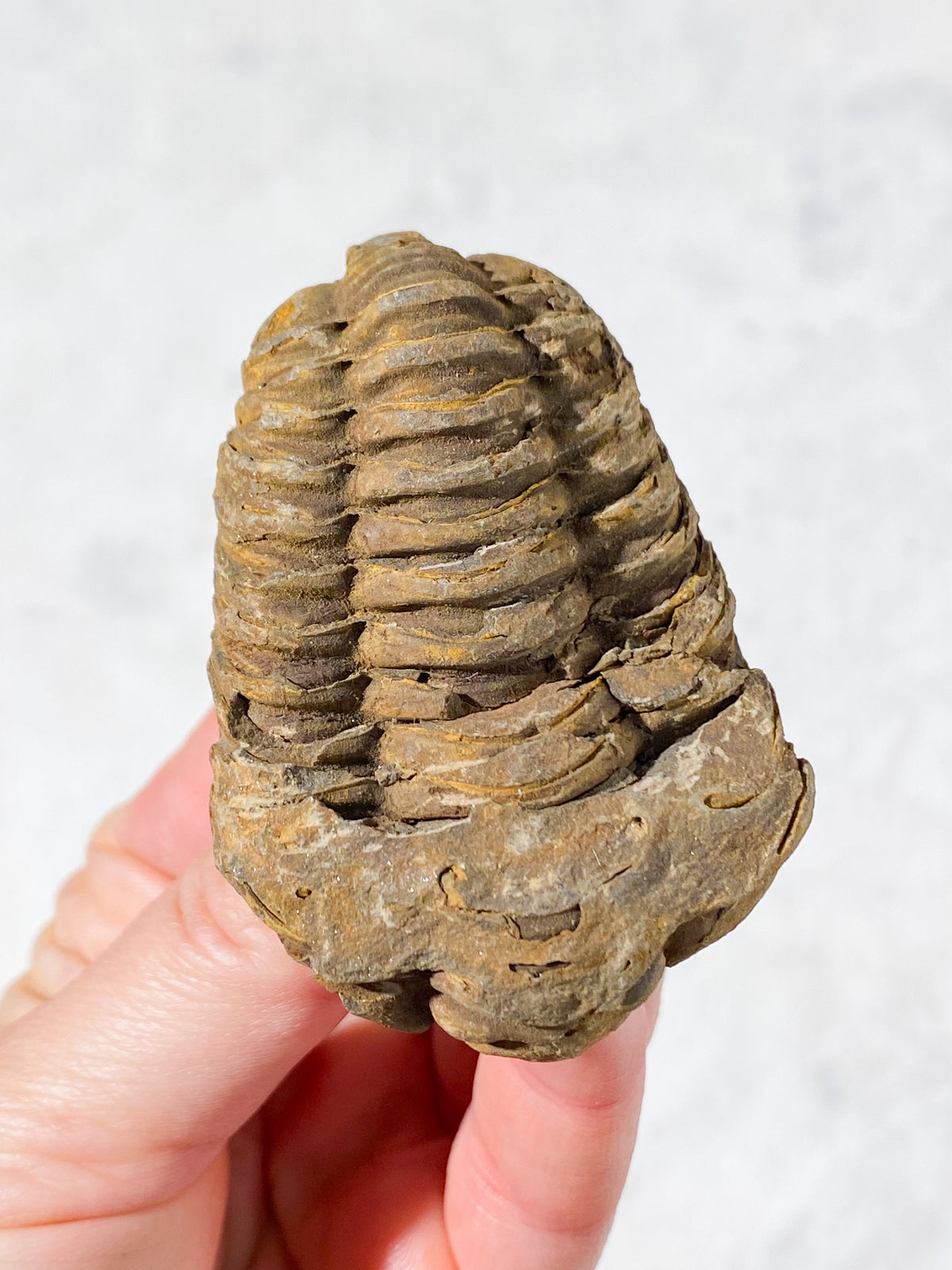 Trilobit Fossil (Nr. 2)