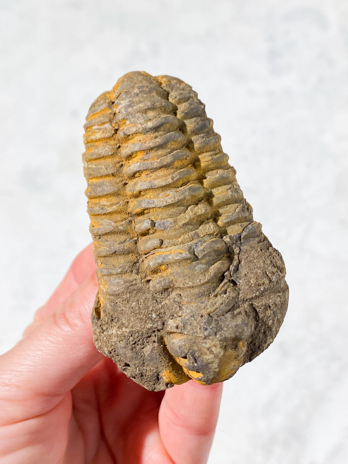 Trilobit Fossil (Nr. 5)