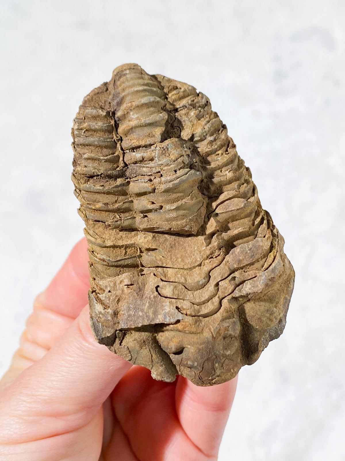 Trilobit Fossil (Nr. 6)