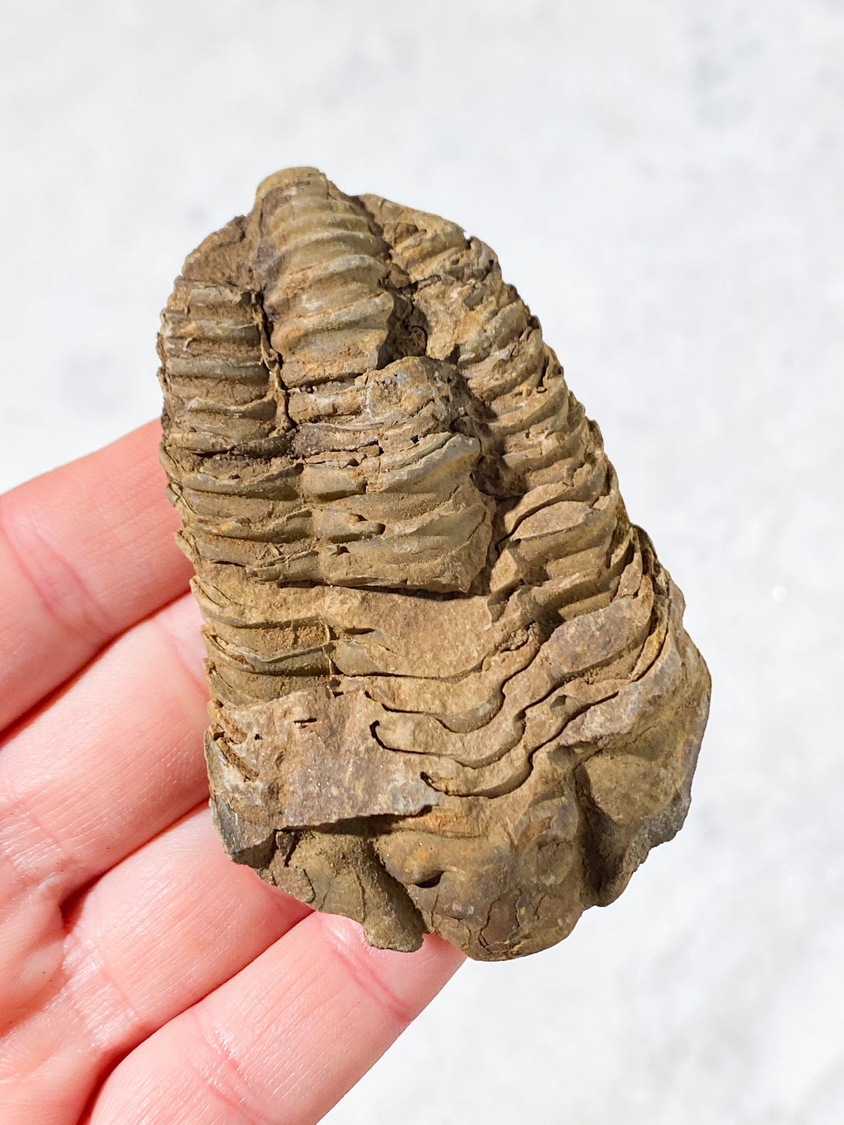 Trilobit Fossil (Nr. 6)