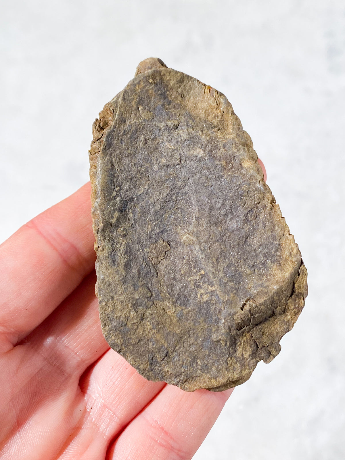 Trilobit Fossil (Nr. 6)