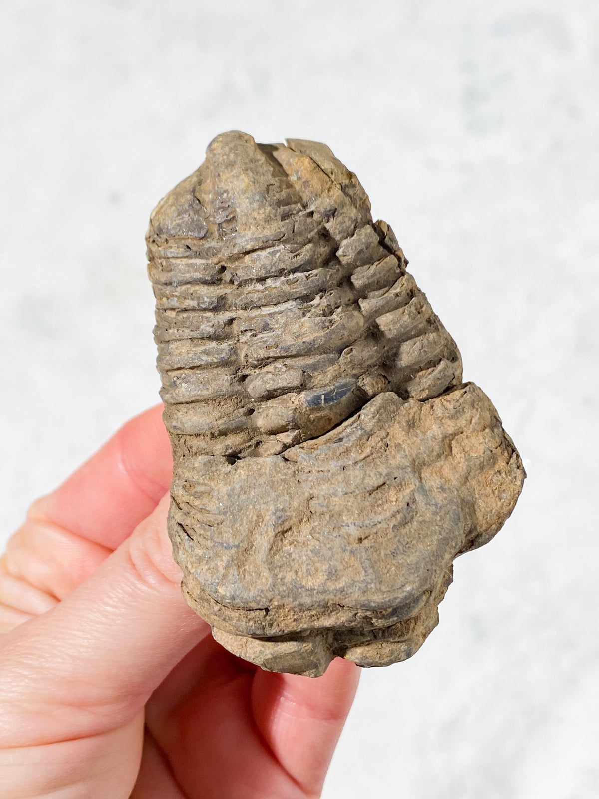Trilobit Fossil (Nr. 7)